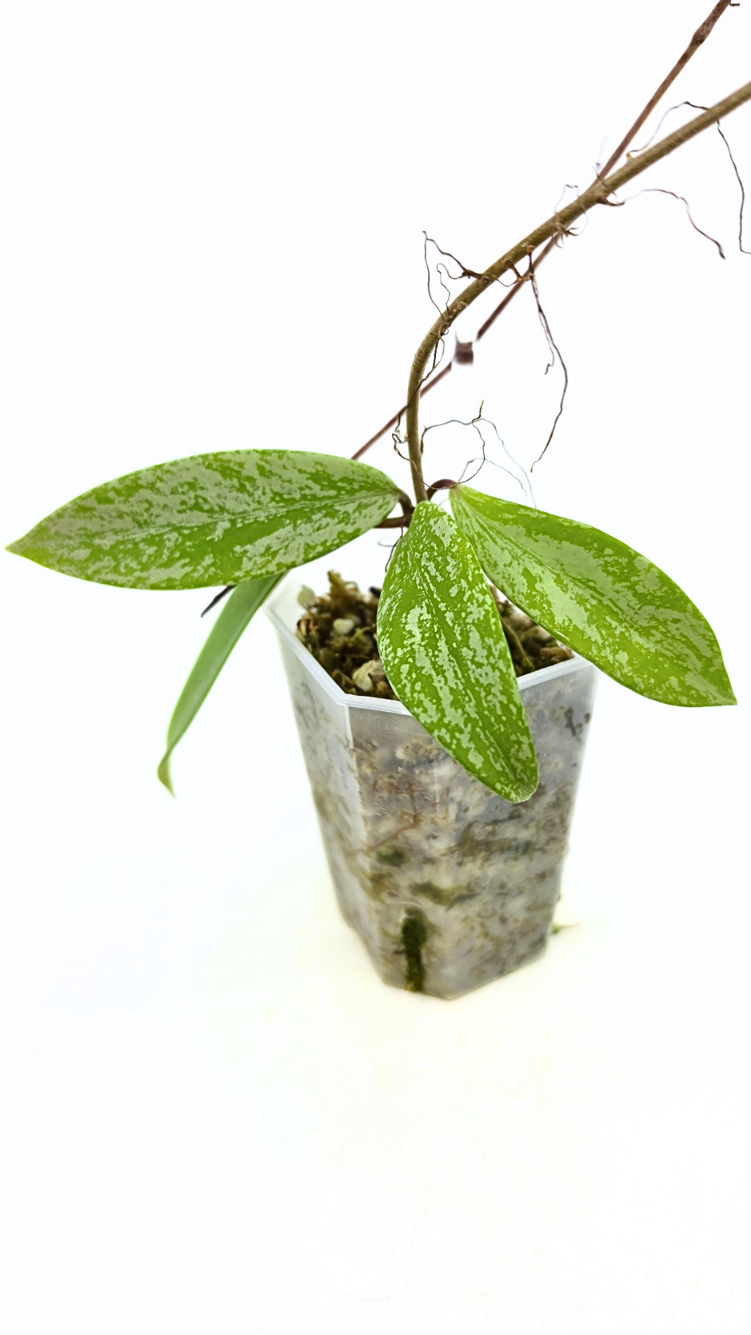 Rare waxplant Hoya Pubicalyx Pink Silver Ghost available for sale at rare indoor plant shop The Leaf Gallery in Perth, Western Australia
