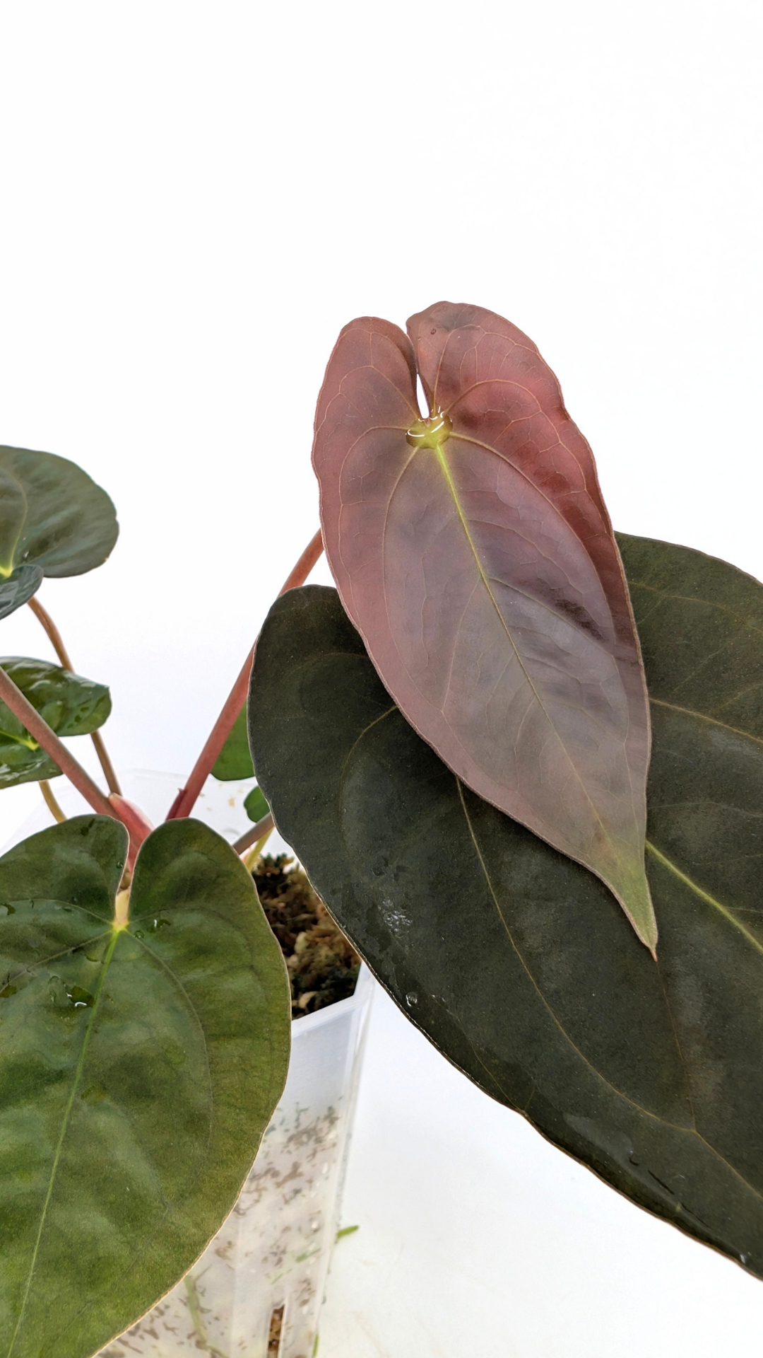 Rare indoor plant Anthurium Papillilaminum pure clone available from rare house plant shop The Leaf Gallery in Perth, Western Australia