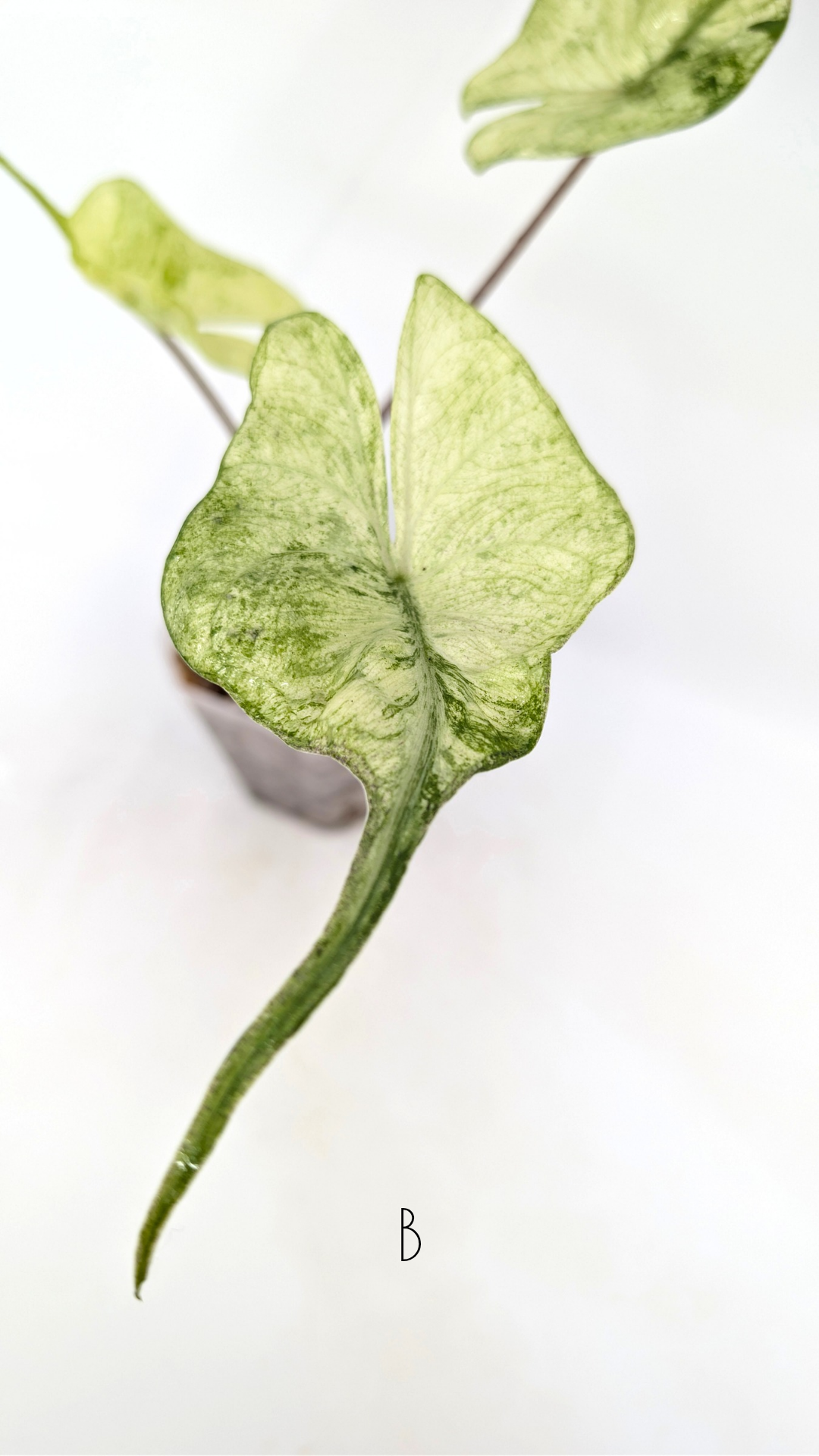 Rare indoor plannt Alocasia Stingray Mint Variegated available for sale at rare house plant shop The Leaf Gallery in Perth, Western Australia.