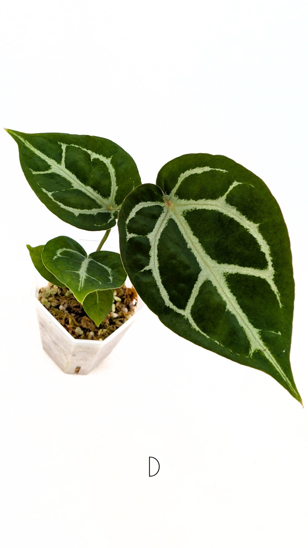 Rare anthurium hybrid Anthurium Dark Forgetii x Bessae Aff X Anthurium Michelle by The Leaf Gallery in Perth, Western Australia