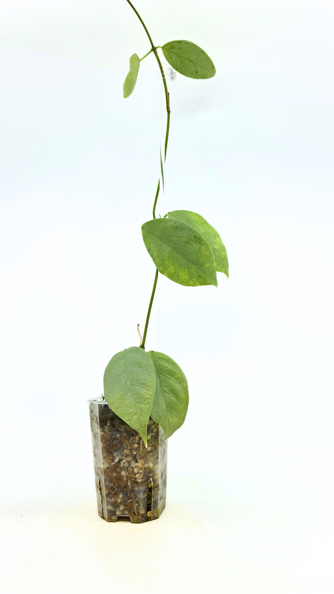 Rare waxplant Hoya Coriacea Silver available for sale at rare indoor plant shop The Leaf Gallery in Perth, Western Australia