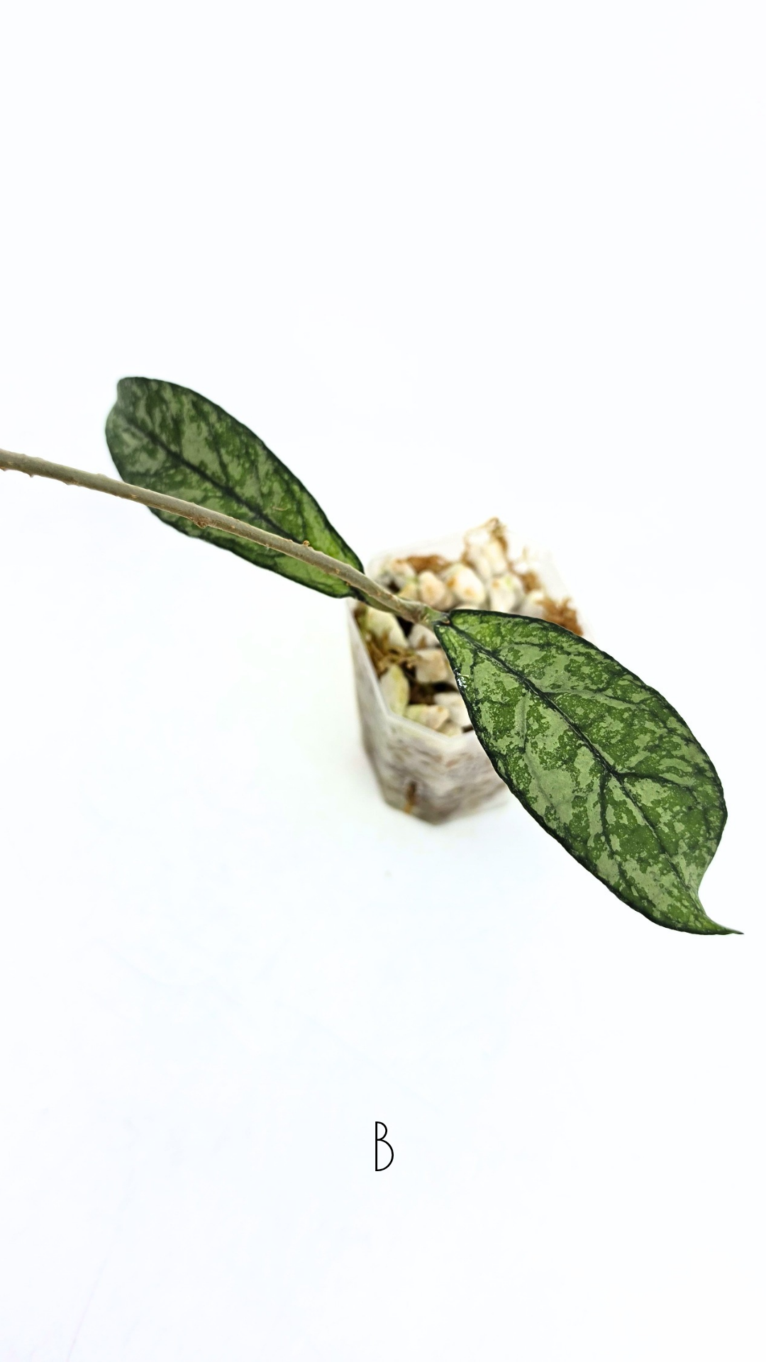 Rare Hoya Crassipetiolata Splash available for sale at rare plant shop The Leaf Gallery in Perth, Western Australia
