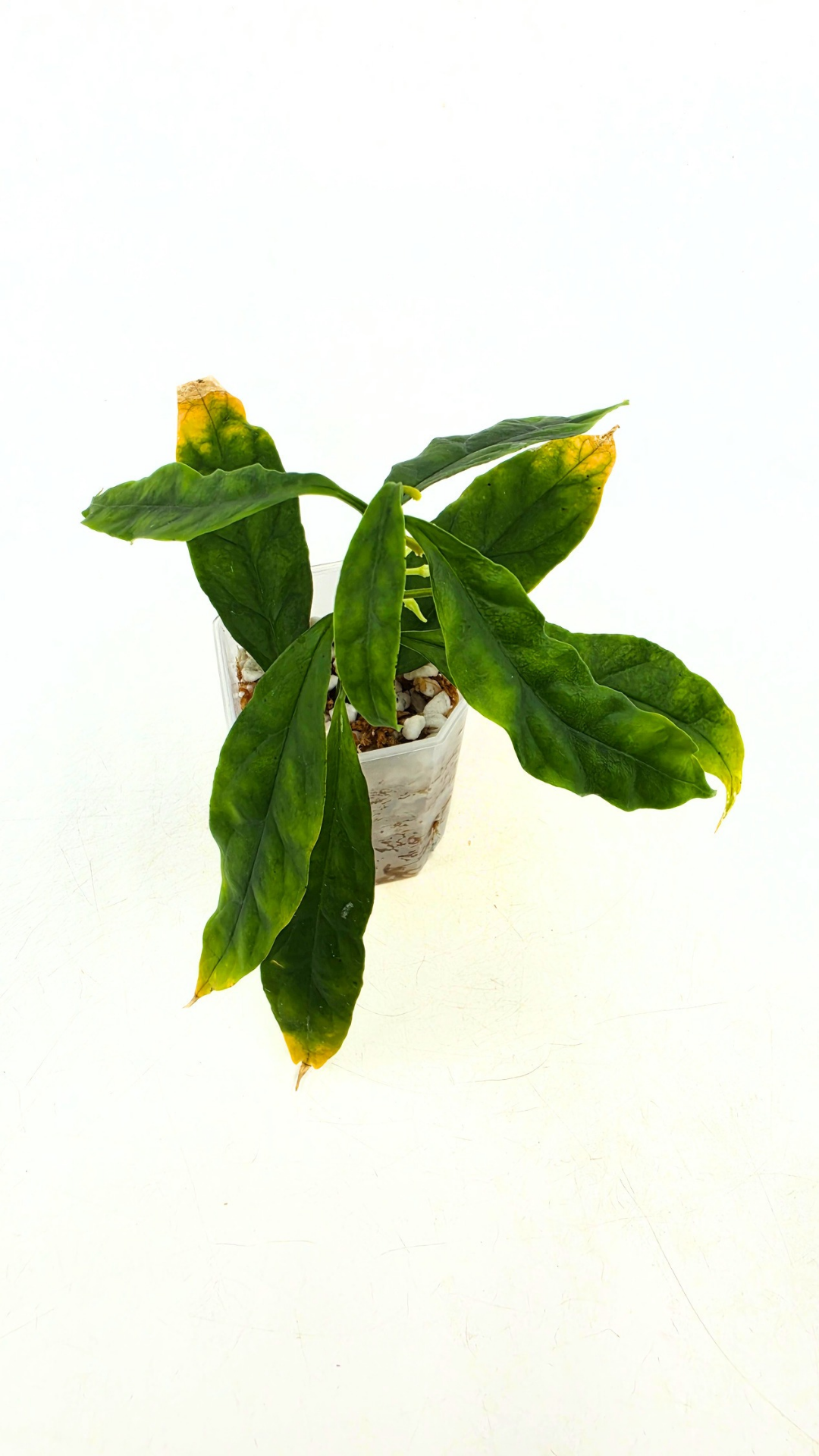 Rare waxplant Hoya Decipulae available for sale at rare indoor plant shop The Leaf Gallery in Perth, Western Australia