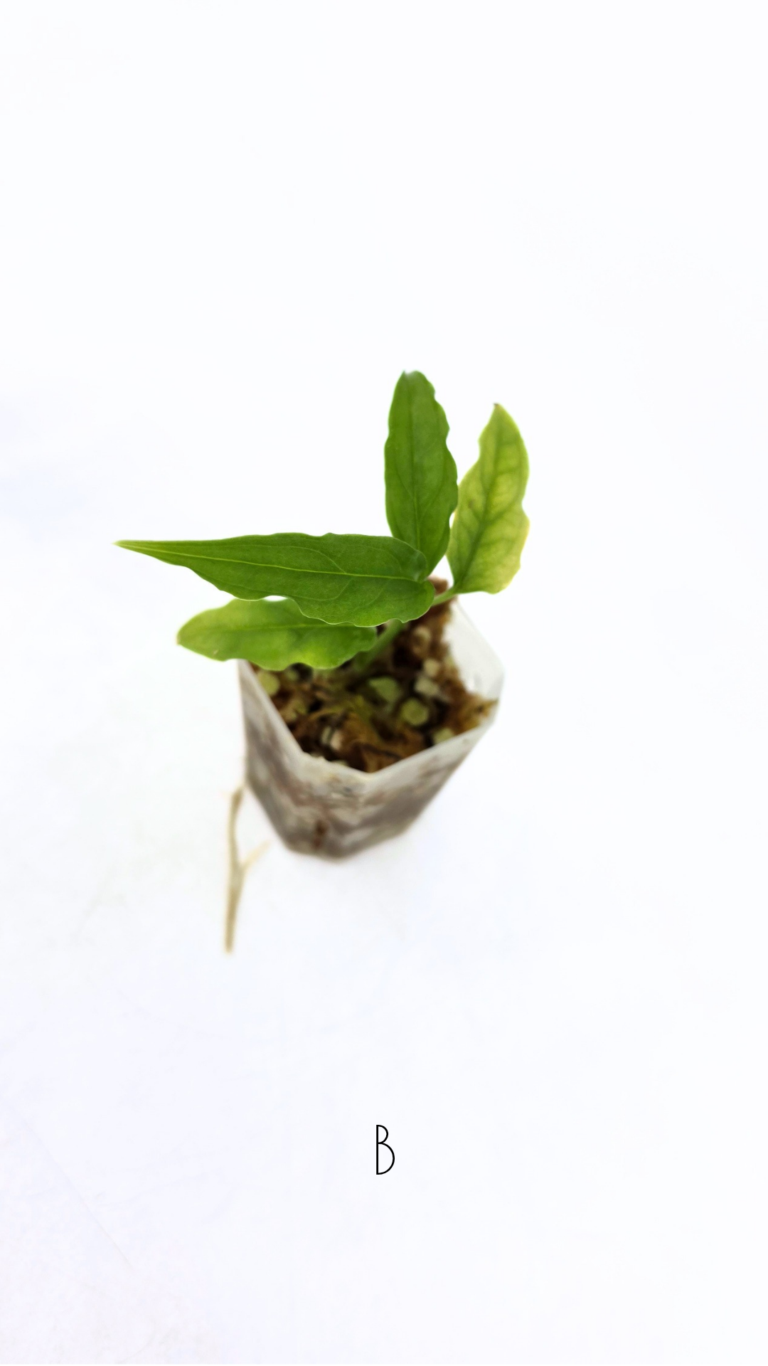 Rare indoor plant Monstera Obliqua Peru available for sale at rare house plant shop The Leaf Gallery in Perth, Western Australia