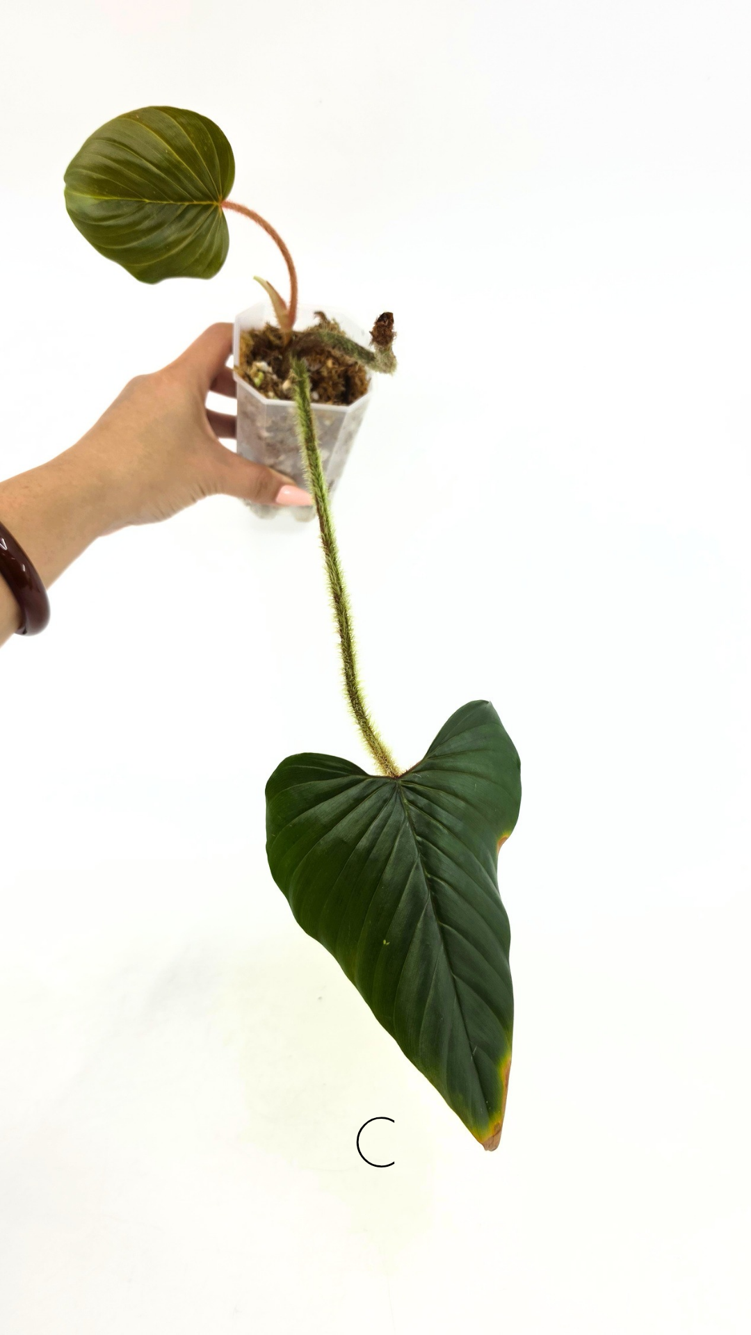 Rare plant philodendron squamicaule pink available at rare plant shop The Leaf Gallery in Perth, Western Australia