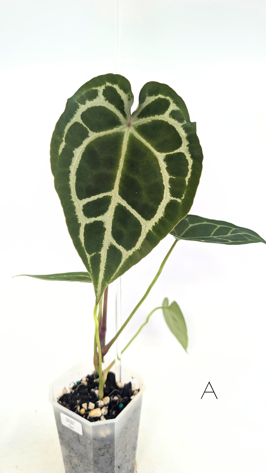 Rare indoor plant Anthurium SKG Silver with Anthurium Forgetii hybrid available at rare plant shop The Leaf Gallery in Perth, Western Australia