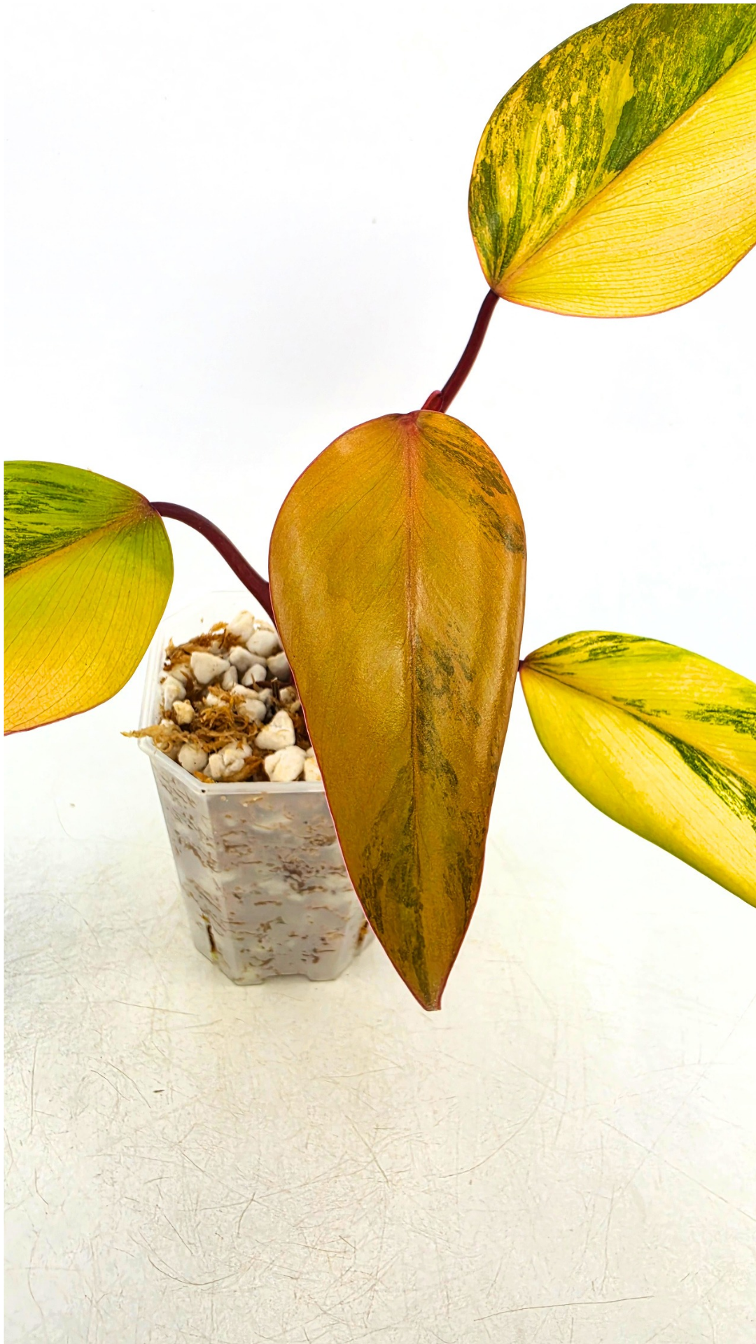 Rare indoor plant Philodendron Strawberry Shake grown and propagated by rare plant shop The Leaf Gallery in Perth, Western Australia