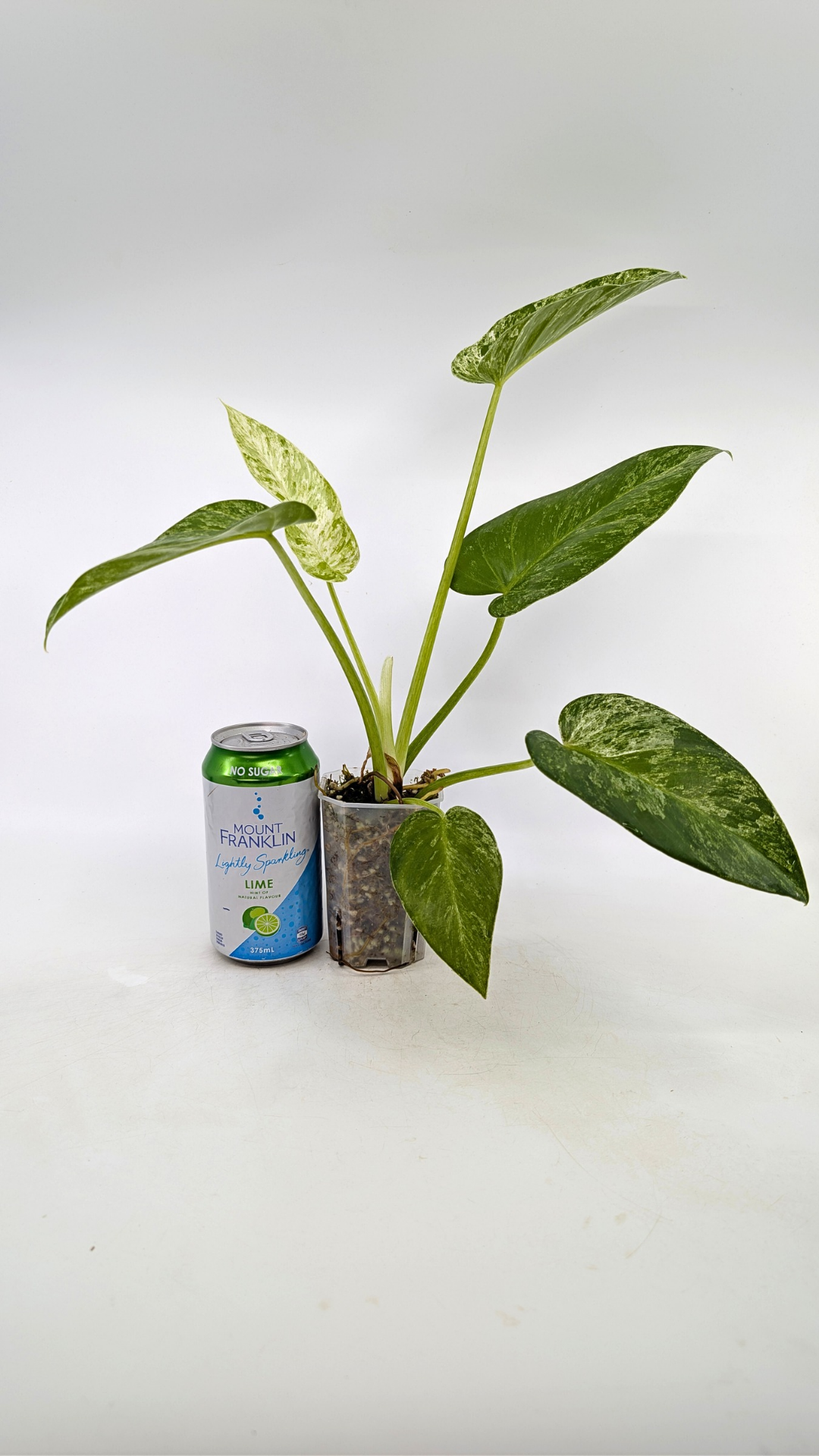 Rare indoor plant Philodendron Giganteum Blizzard Varigated by rare plant shop The Leaf Gallery in Perth, Western Australia