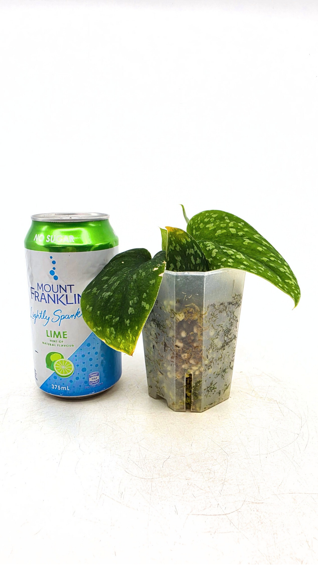 Rare indoor plant Scindapsus Pictus Haask Snake Scale Available for sale at rare plant shop The Leaf Gallery in Perth, Western Australia