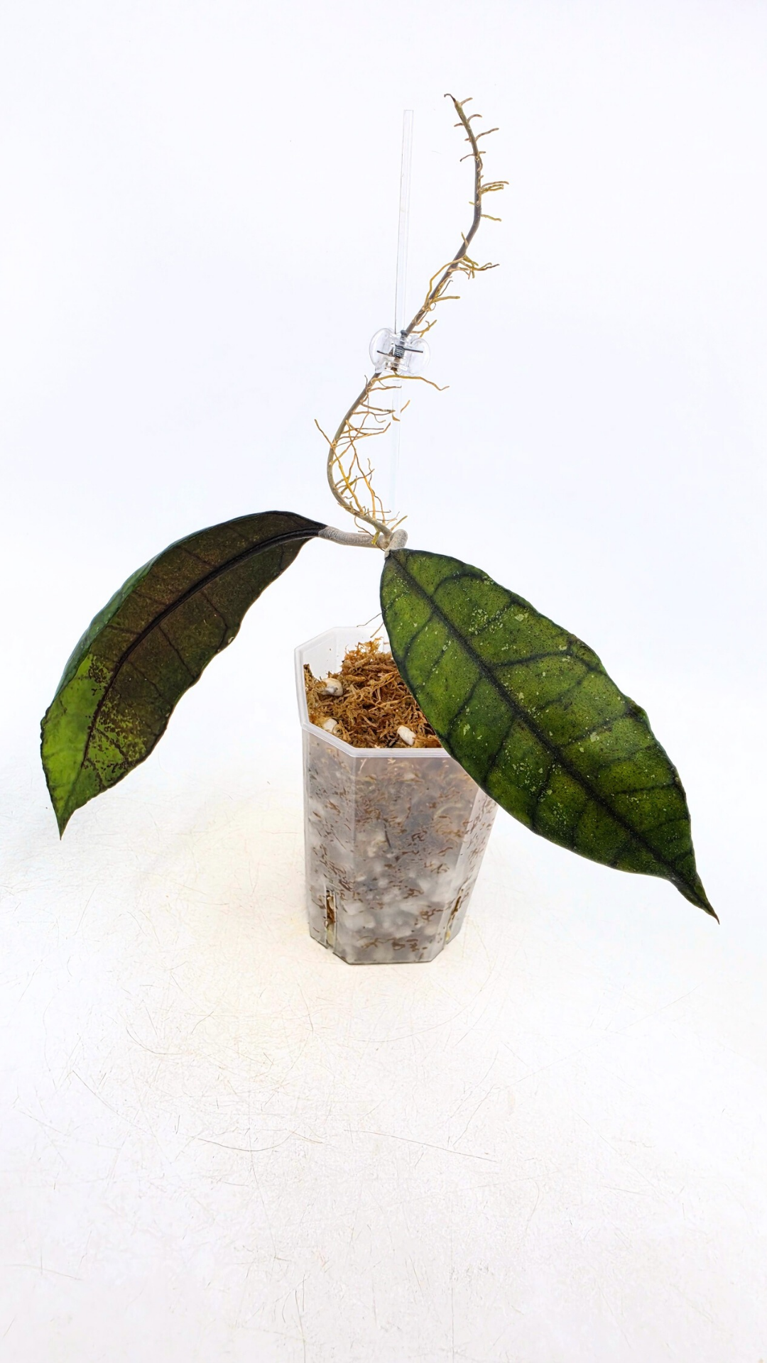 Rare Wax Plant Hoya Nong Nooch IML 1541. Indoor plant grown and propagated by rare house plant shop The Leaf Gallery in Perth, Western Australia