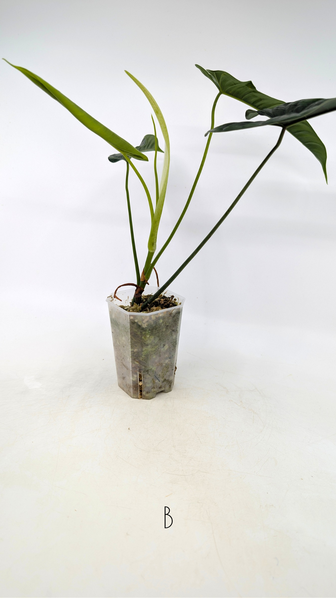 Rare indoor plant Philodendron Felix available for sale at rare house plant shop The Leaf Gallery in Perth, Western Australia