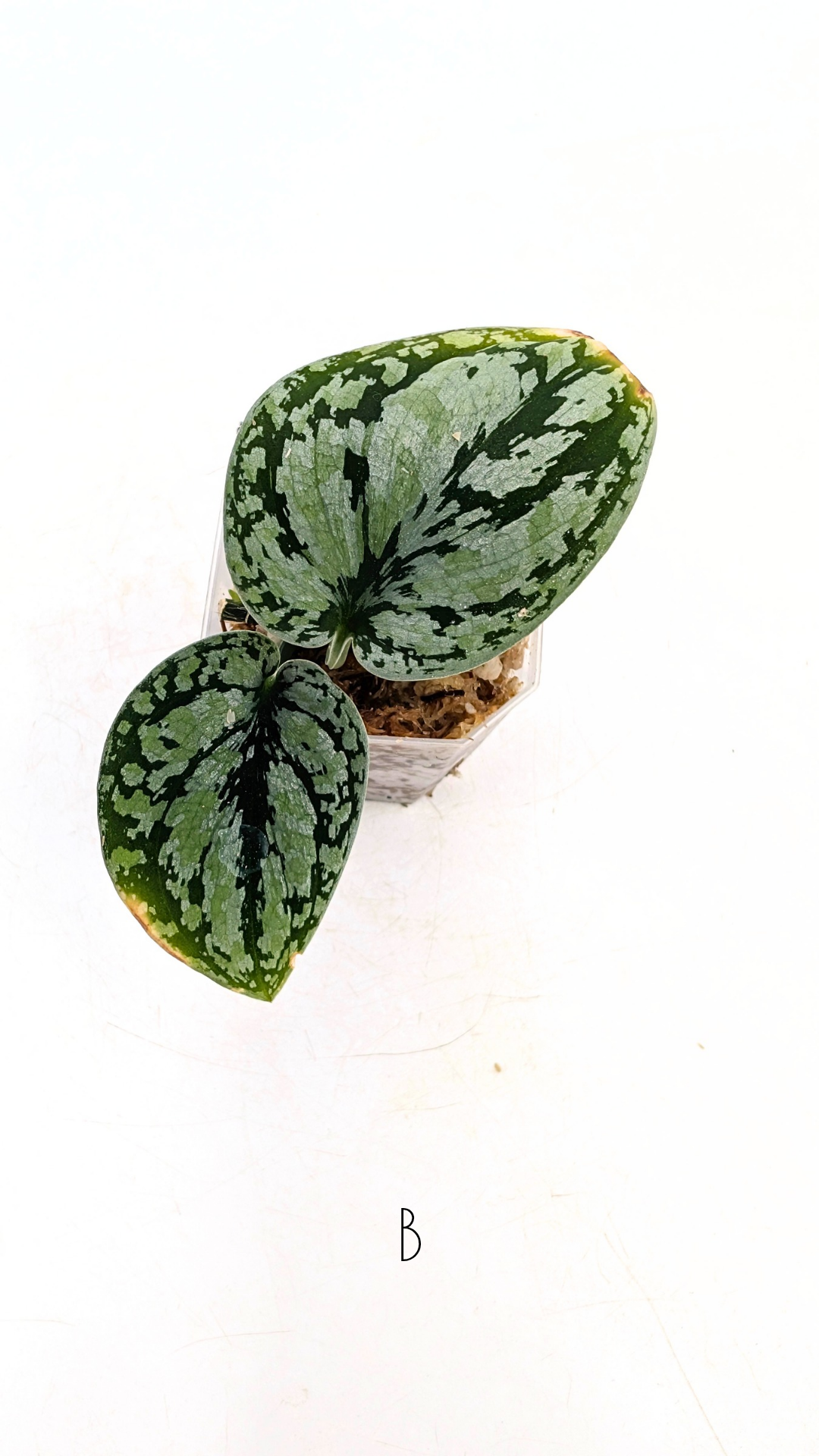 Rare indoor plant Scindapsus Dark Silver Tricolour available for sale at rare house plant shop The Leaf Gallery in Perth, Western Australia