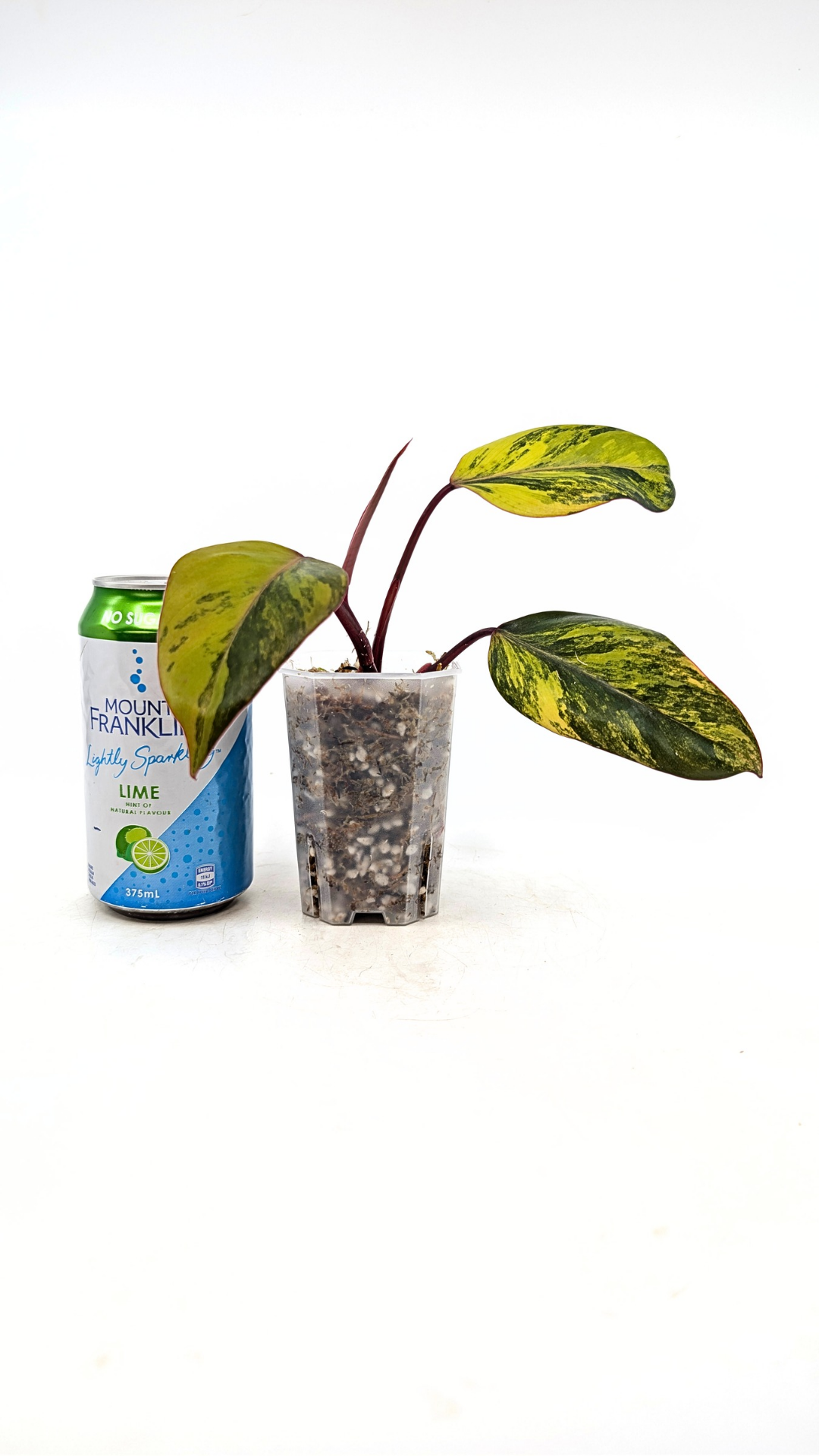 Rare indoor plant Philodendron Strawberry Shake grown and propagated by rare plant shop The Leaf Gallery in Perth, Western Australia