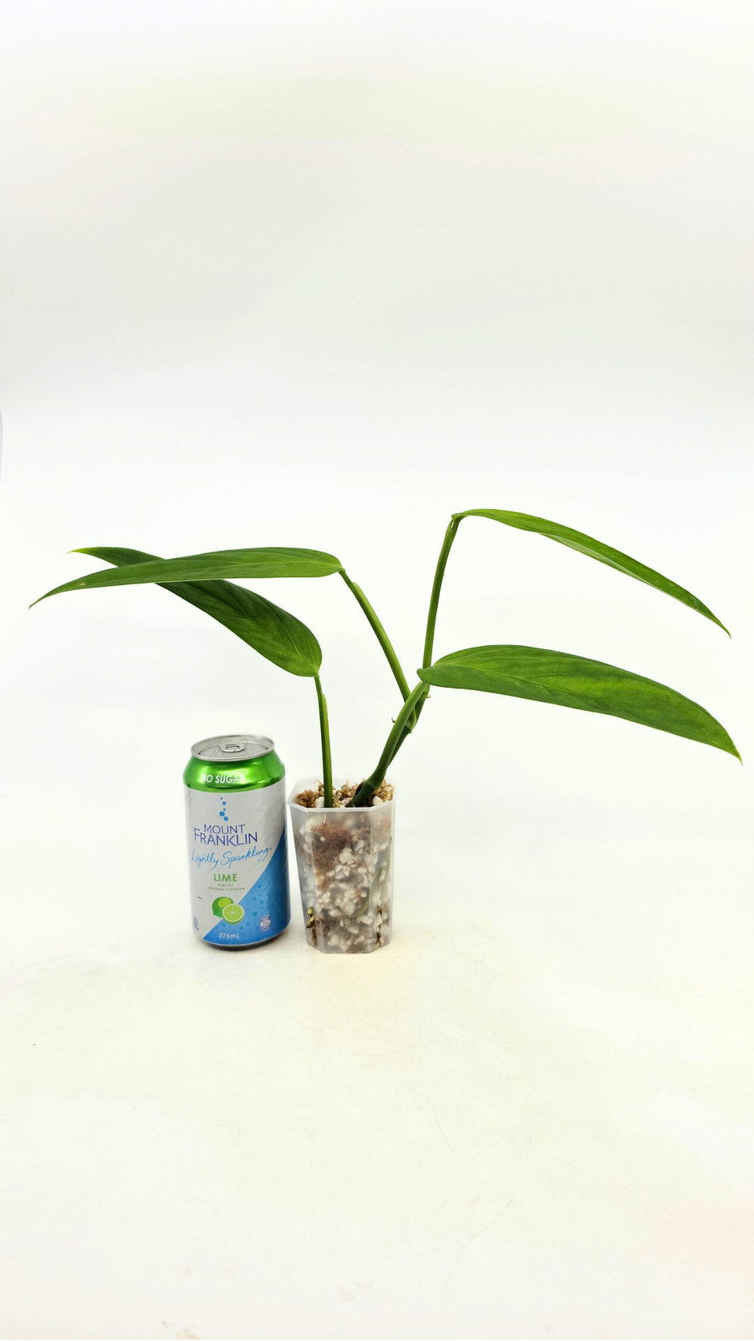 Rare Monstera Xanthospatha available for sale at rare plant shop The Leaf Gallery in Perth, Western Australia