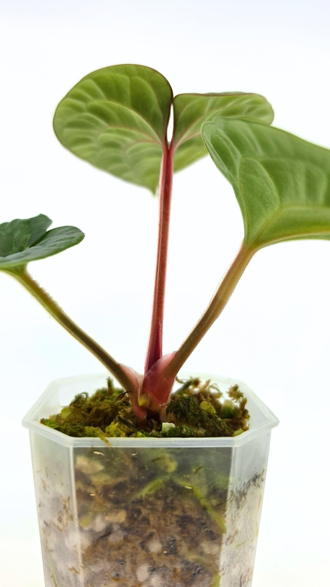 Rare indoor plant Anthurium Luxurians available for sale at rare house plant shop The Leaf Gallery in Perth, Western Australia