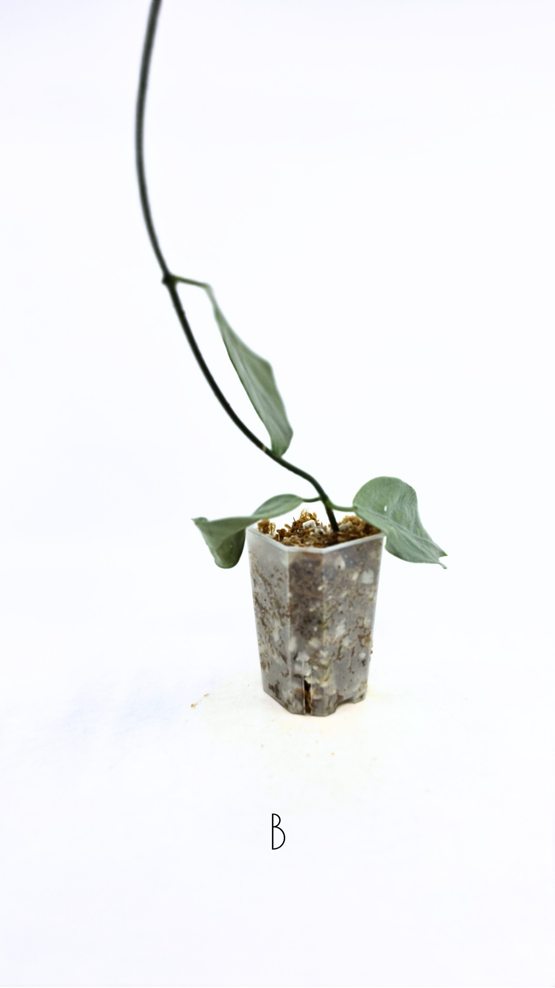 Rare waxplant Hoya Coriacea Silver available for sale at rare indoor plant shop The Leaf Gallery in Perth, Western Australia