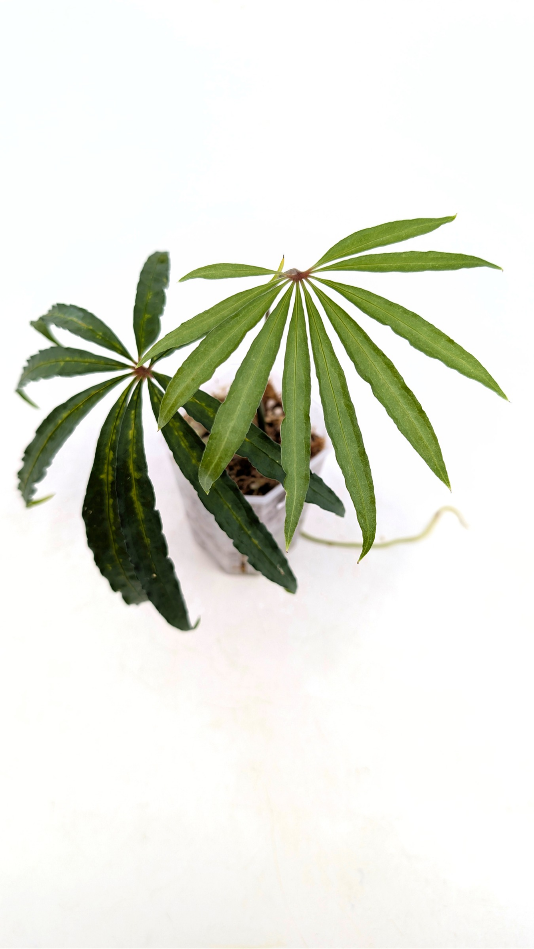 Hard to find vining house plant Anthurium Polystictum available for sale at rare plant shop The Leaf Gallery in Perth, Western Australia.