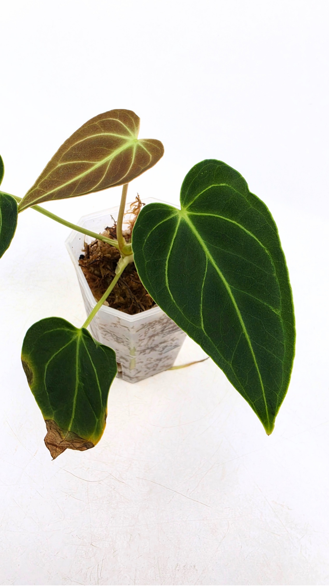 Rare indoor plant pure Anthurium Regale seedlings available for sale at rare house plant shop The Leaf Gallery in Perth, Western Australia