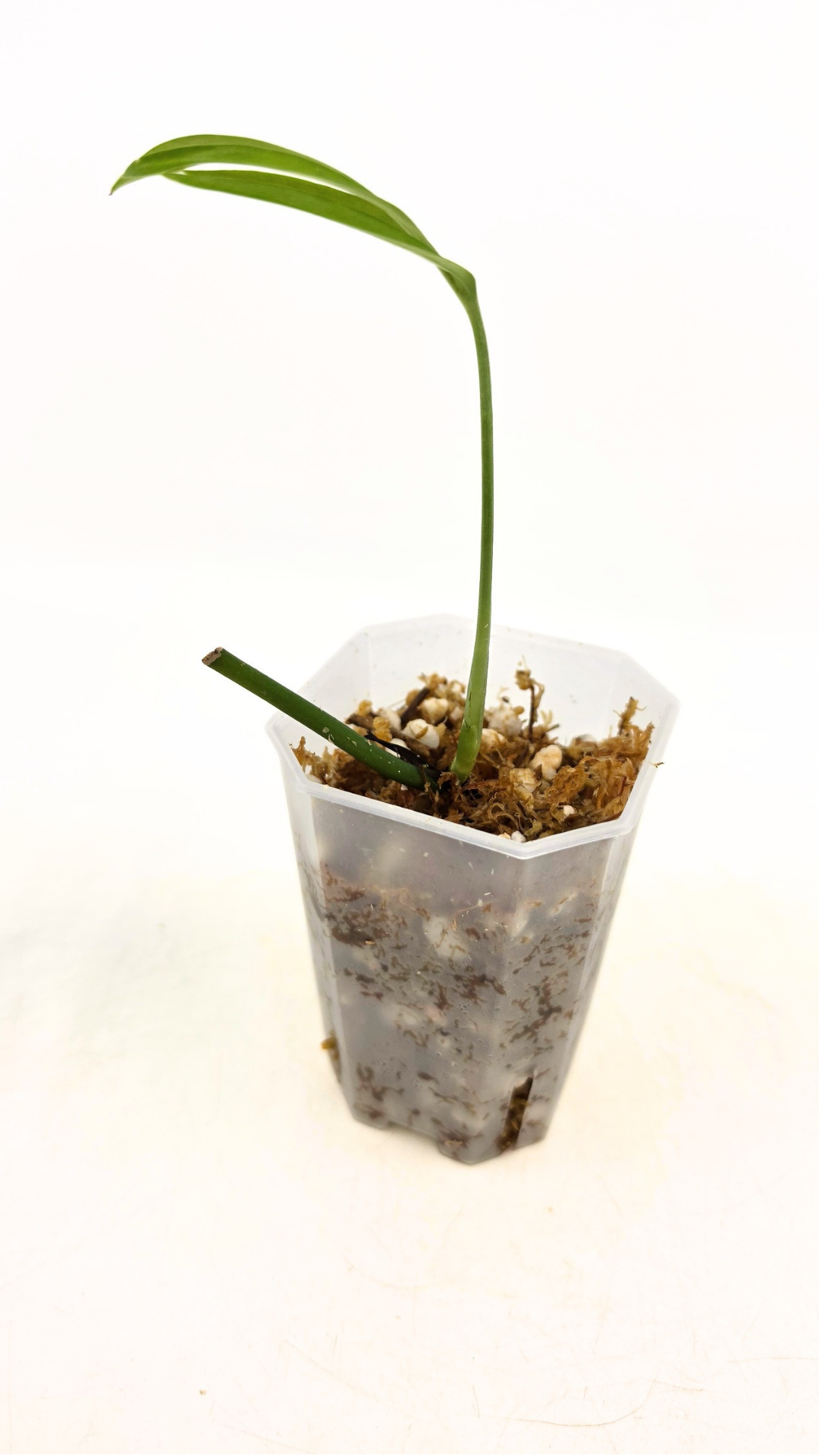 Rare indoor plant Monstera Subpinata available for sale at rare house plant shop The Leaf Gallery in Perth, Western Australia.