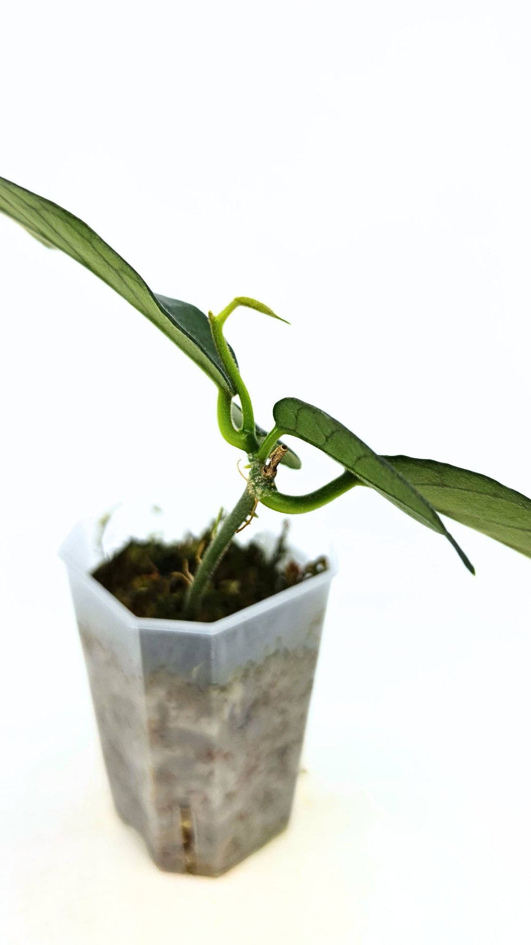 Rare waxplant Hoya Globulosa Cao Bang available for sale at rare plant shop The Leaf Gallery in Perth, Western Australia
