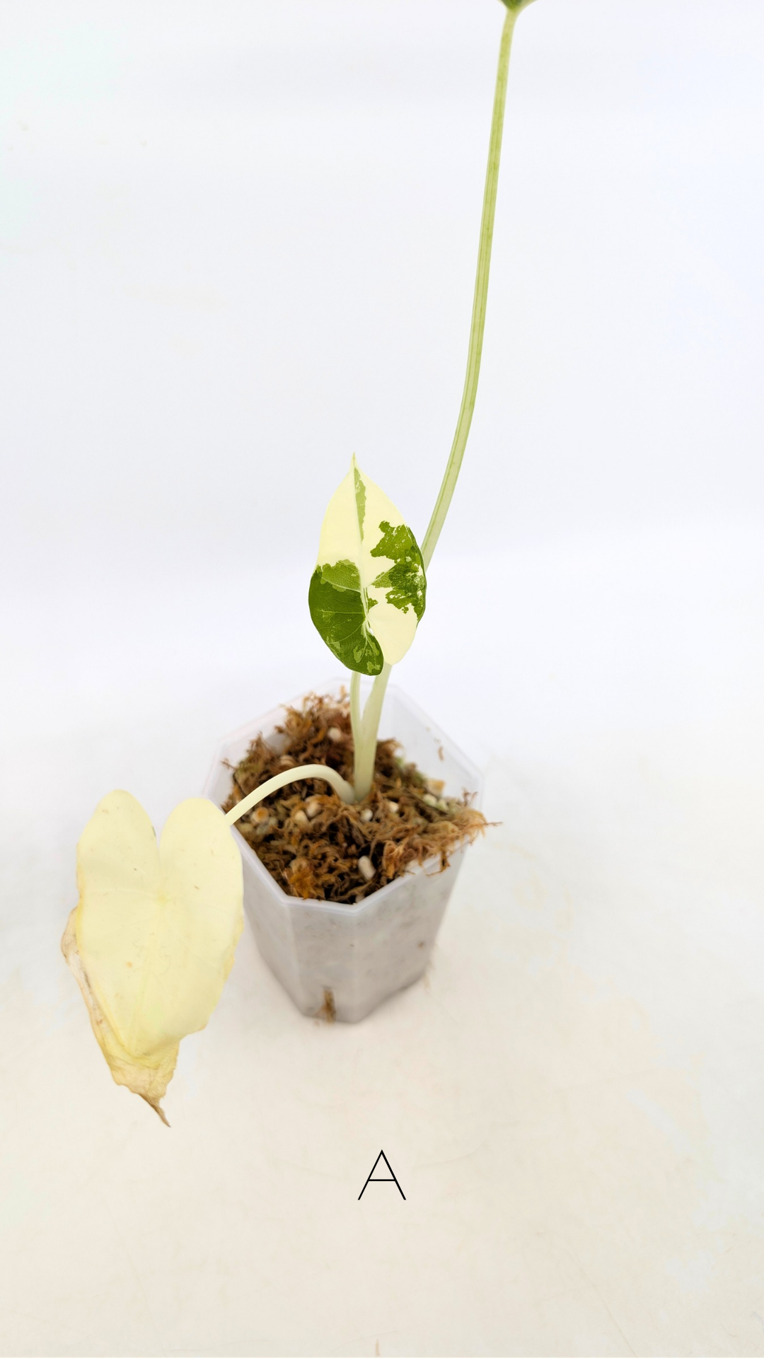 Rare indoor plant Alocasia Macrorrhiza (Elephant Ear) Variegated available for sale at rare house plant shop The Leaf Gallery in Perth, Western Australia