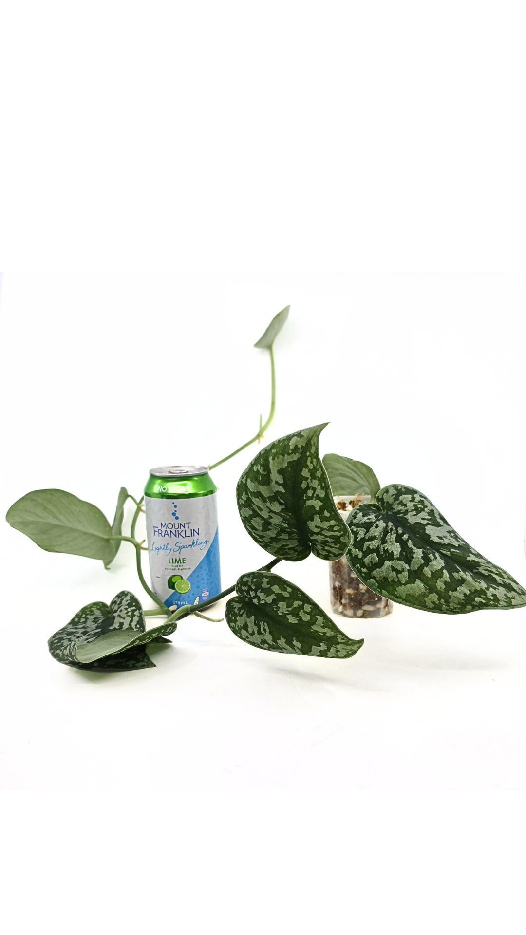 Uncommon indoor plant scindapsus Exotica available for sale at rare plant shop The Leaf Gallery in Perth, Western Australia.
