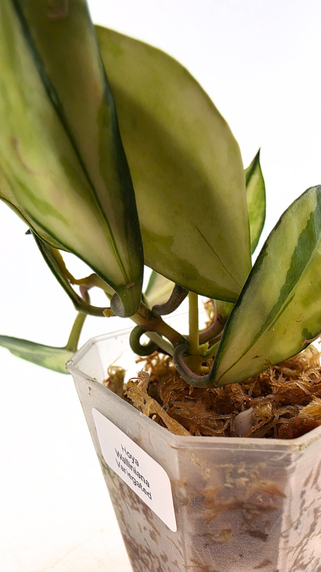 Rare hoya Walliniana Varigated available for sale at rare plant shop The Leaf Gallery in Perth, Western Australia