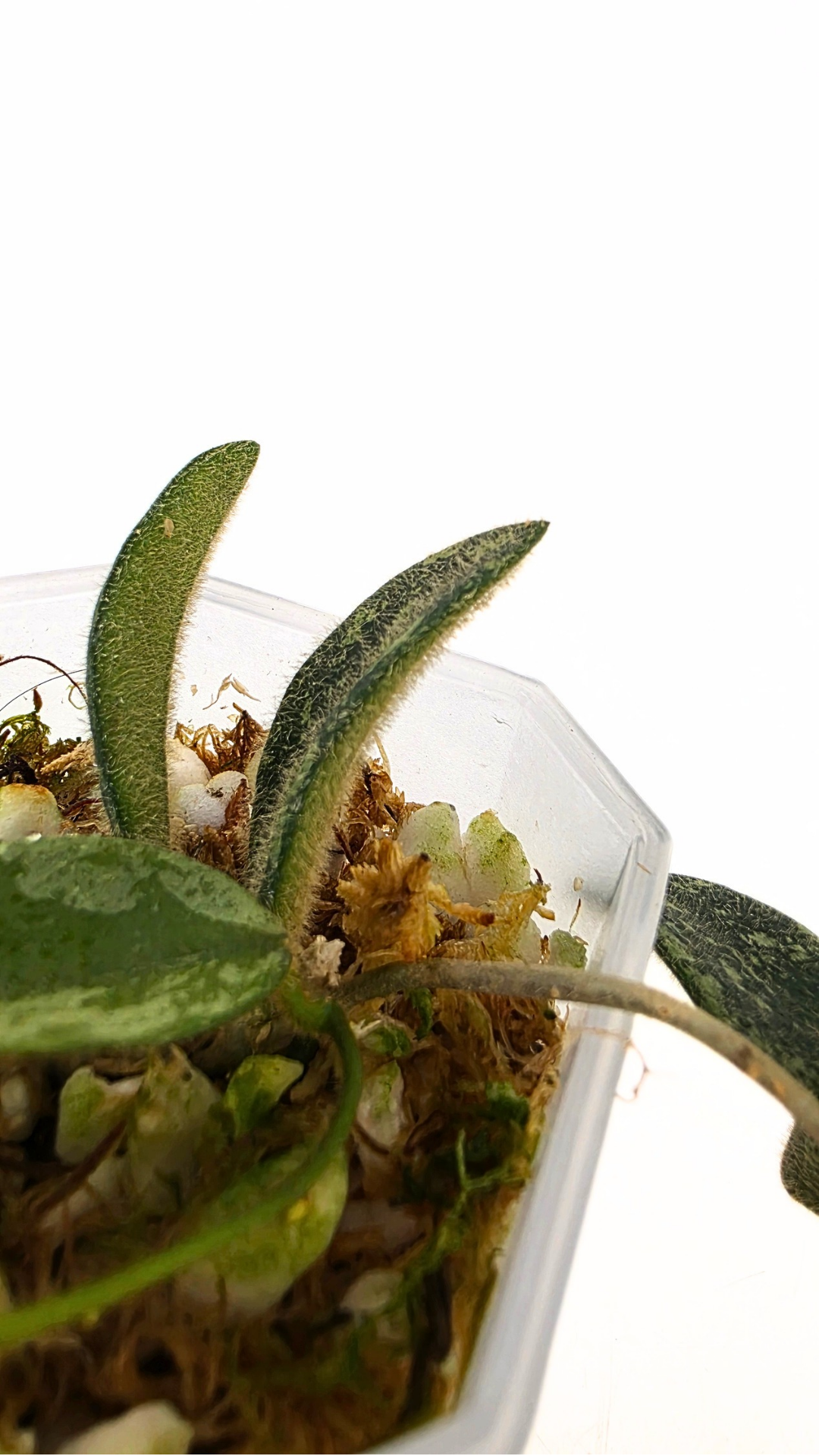 Rare plant Hoya Thomsonii IML 1177 available at rare plant shop The Leaf gallery in Perth, Western Australia