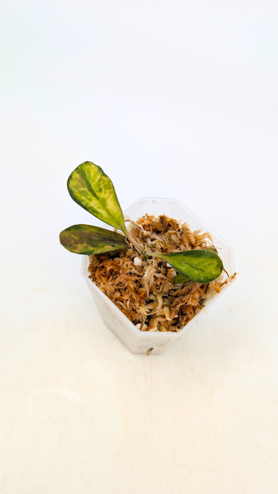 Super rare house plant Hoya Manipurensis Variegated available for sale at rare indoor plant shop The Leaf Gallery in Perth, Western Australia