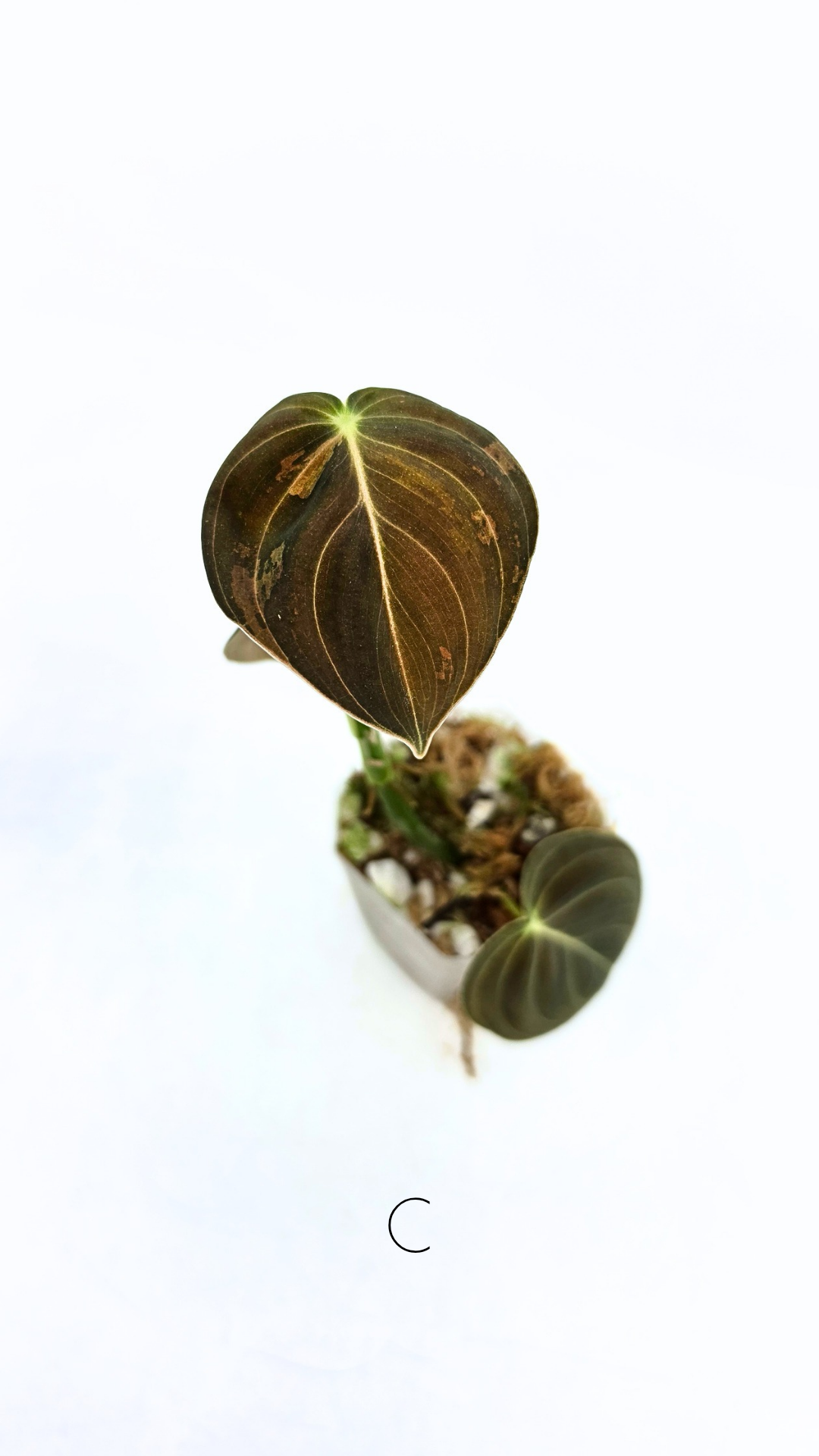 Rare plant Philodendron Melanochrysum Varigated available for sale at rare plant shop The Leaf Gallery in Perth, Western Australia