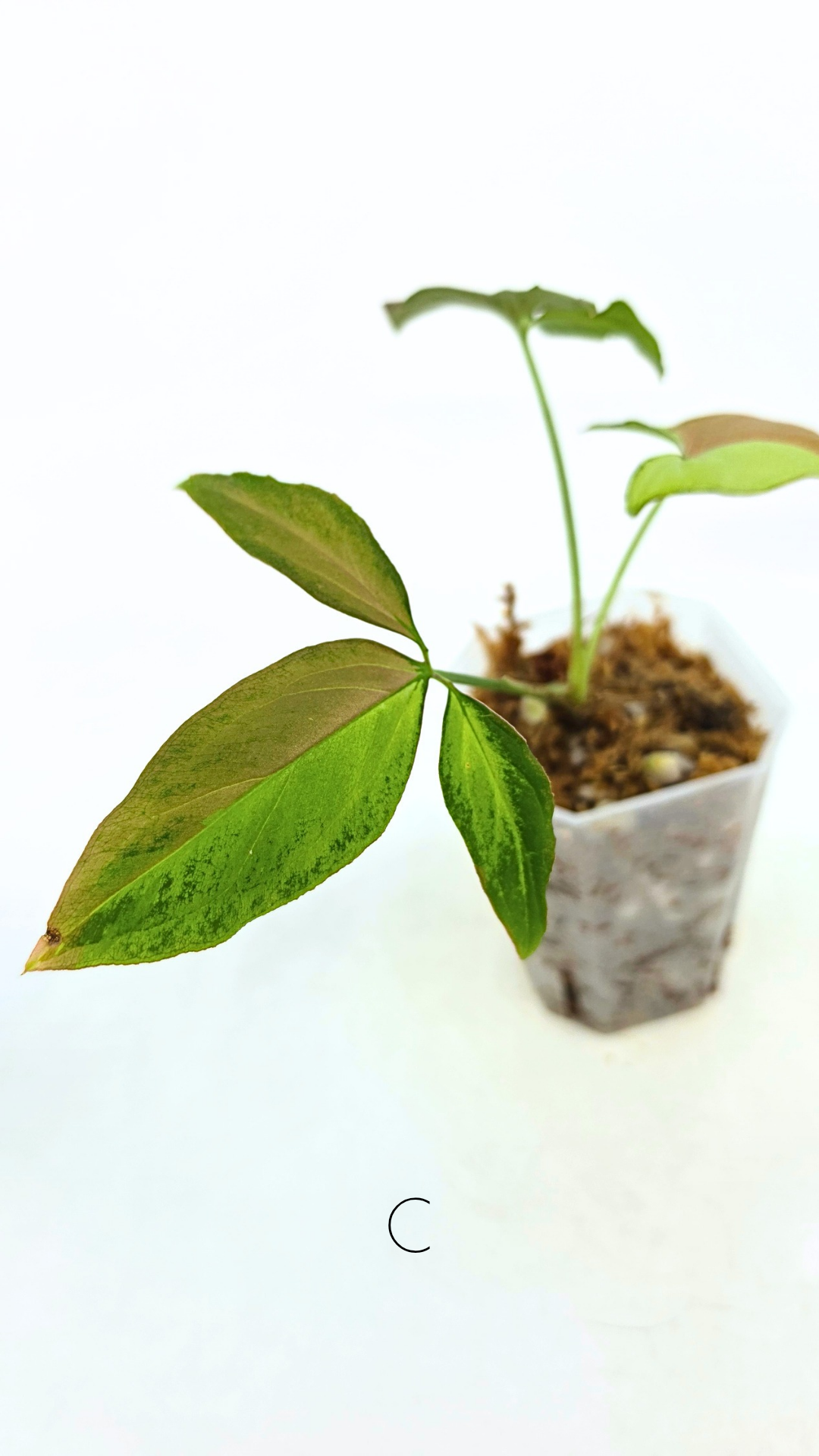 Rare indoor plant Syngonium Redspot Tricolour available for sale at The Leaf Gallery in Perth, Western Australia.