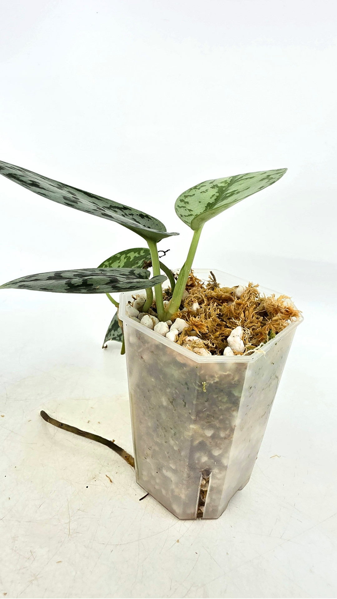 Uncommon indoor plant scindapsus pictus Silver Lady available for sale at rare plant shop The Leaf Gallery in Perth, Western Australia.