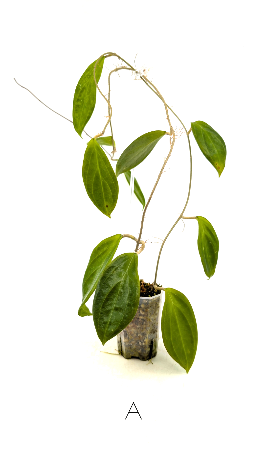 Rare waxplant Hoya UTC033 available for sale at rare indoor plant shop The Leaf Gallery in Perth, Western Australia