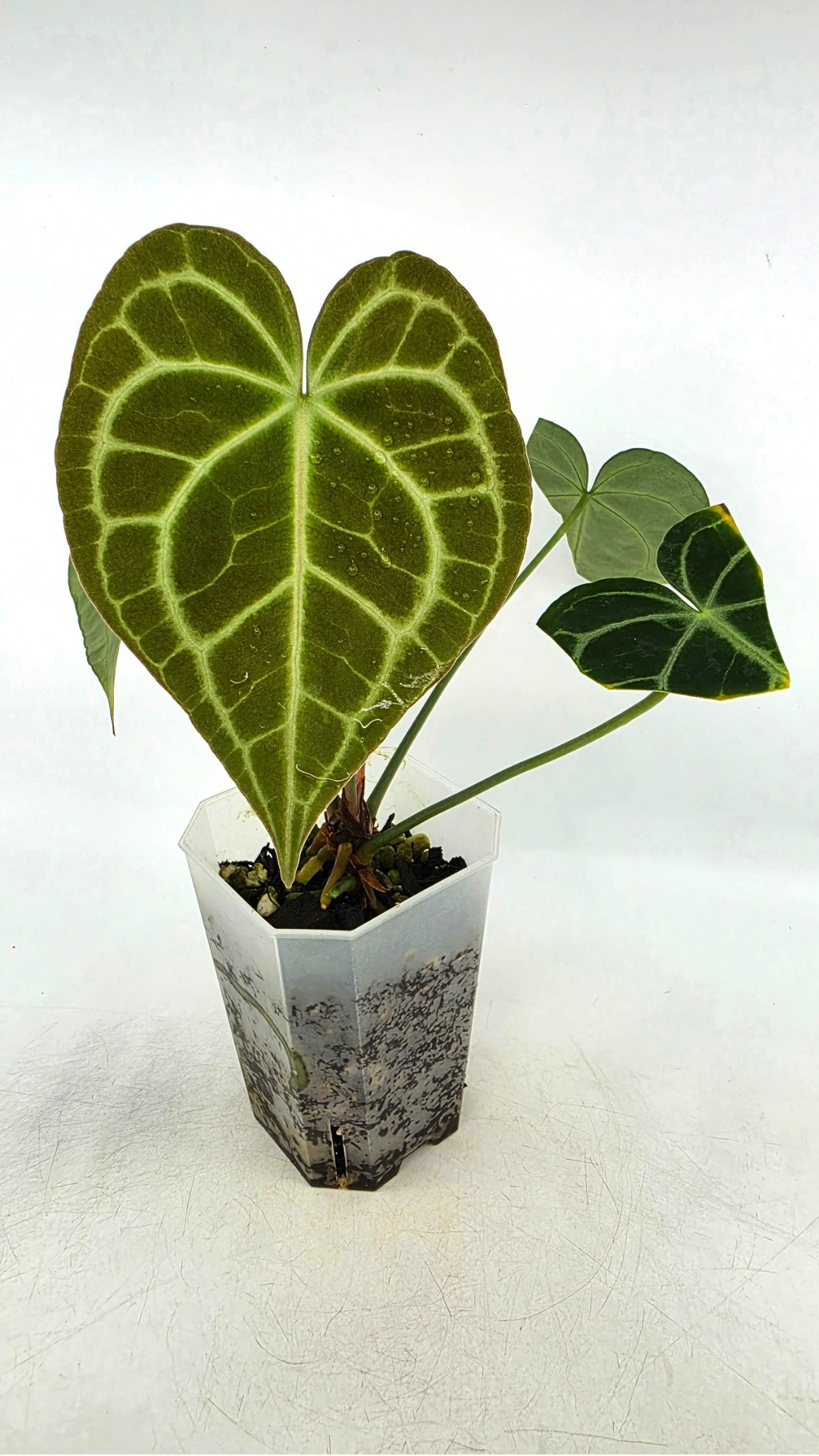 Rare Anthurium Clarineverium Hybrid - Queen of Clarinervium available for sale at rare plant shop The Leaf Gallery in Perth, Western Australia.