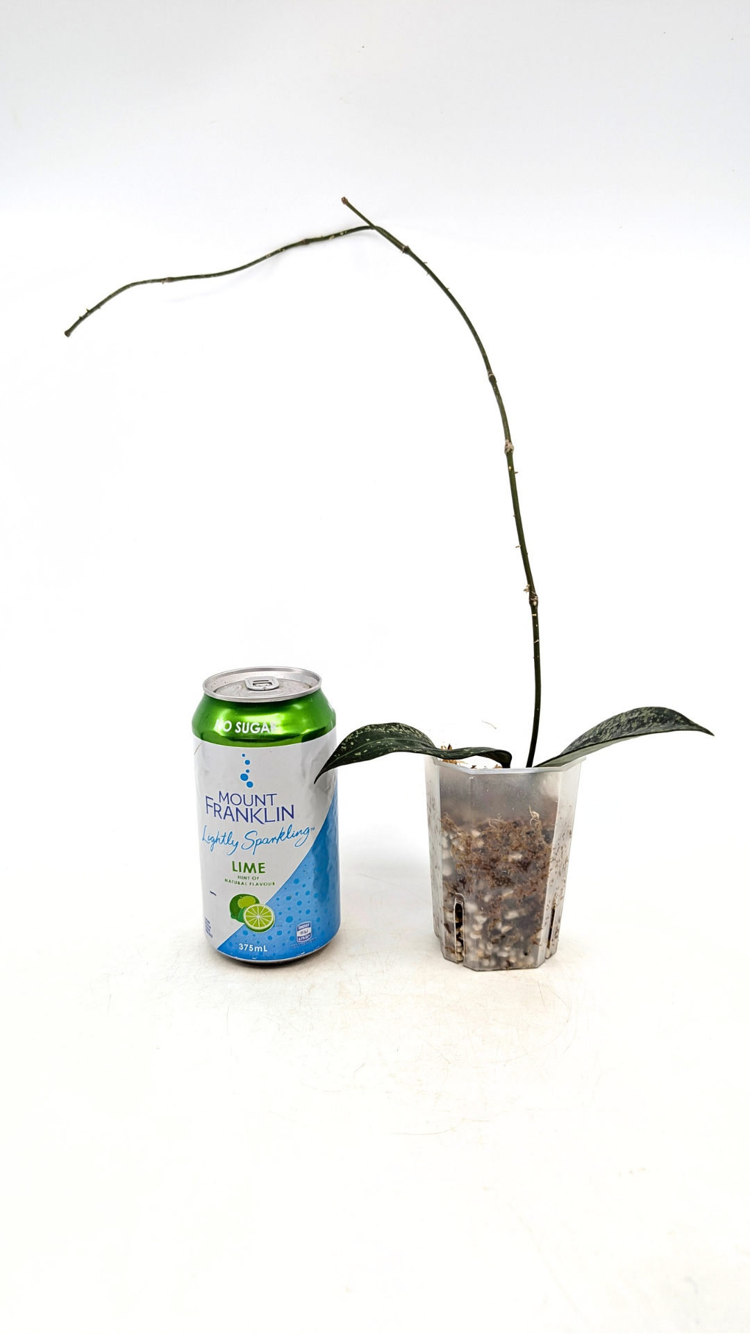 Rare waxplant Hoya Rangsan available for sale at rare plant shop The Leaf Gallery in Perth, Western Australia