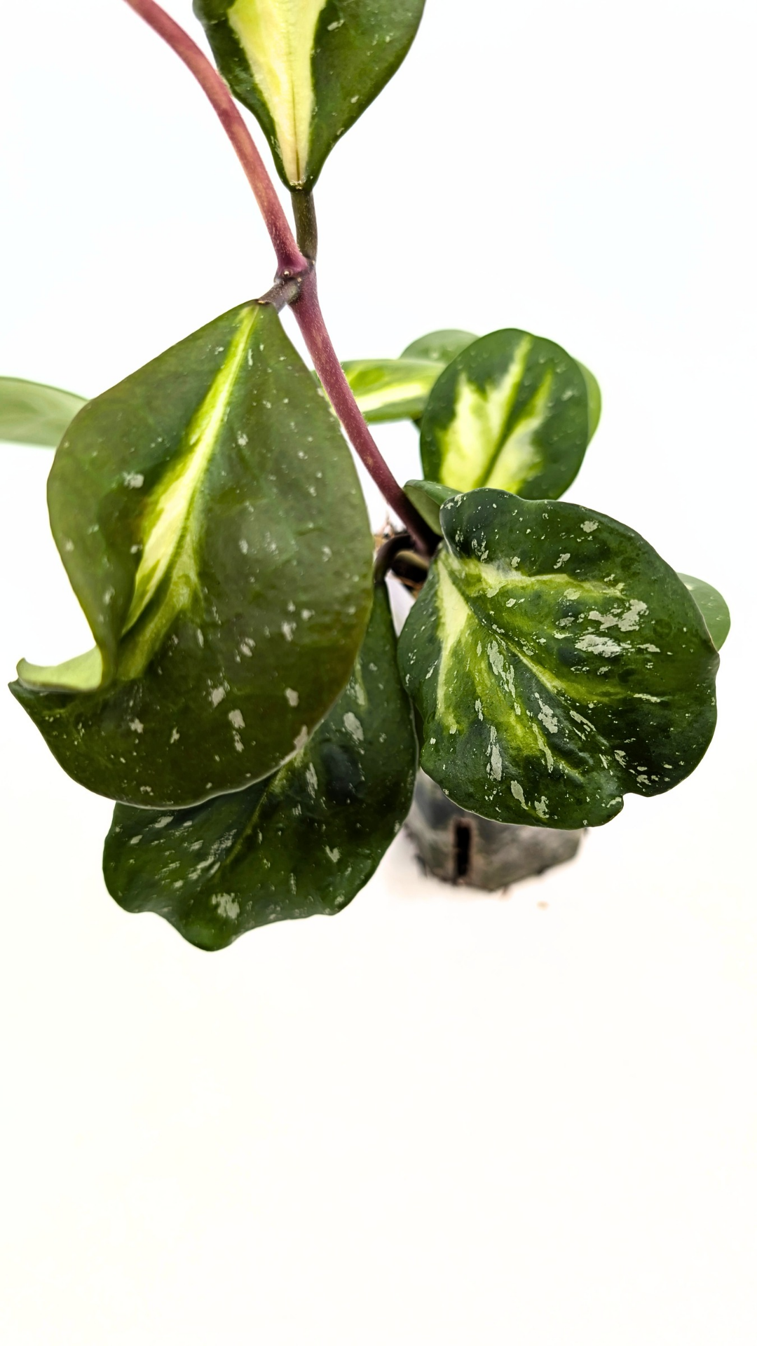 Rare waxplant Hoya Obavata Splash Variegated available for sale at rare indoor plant shop The Leaf Gallery in Perth, Western Australia.