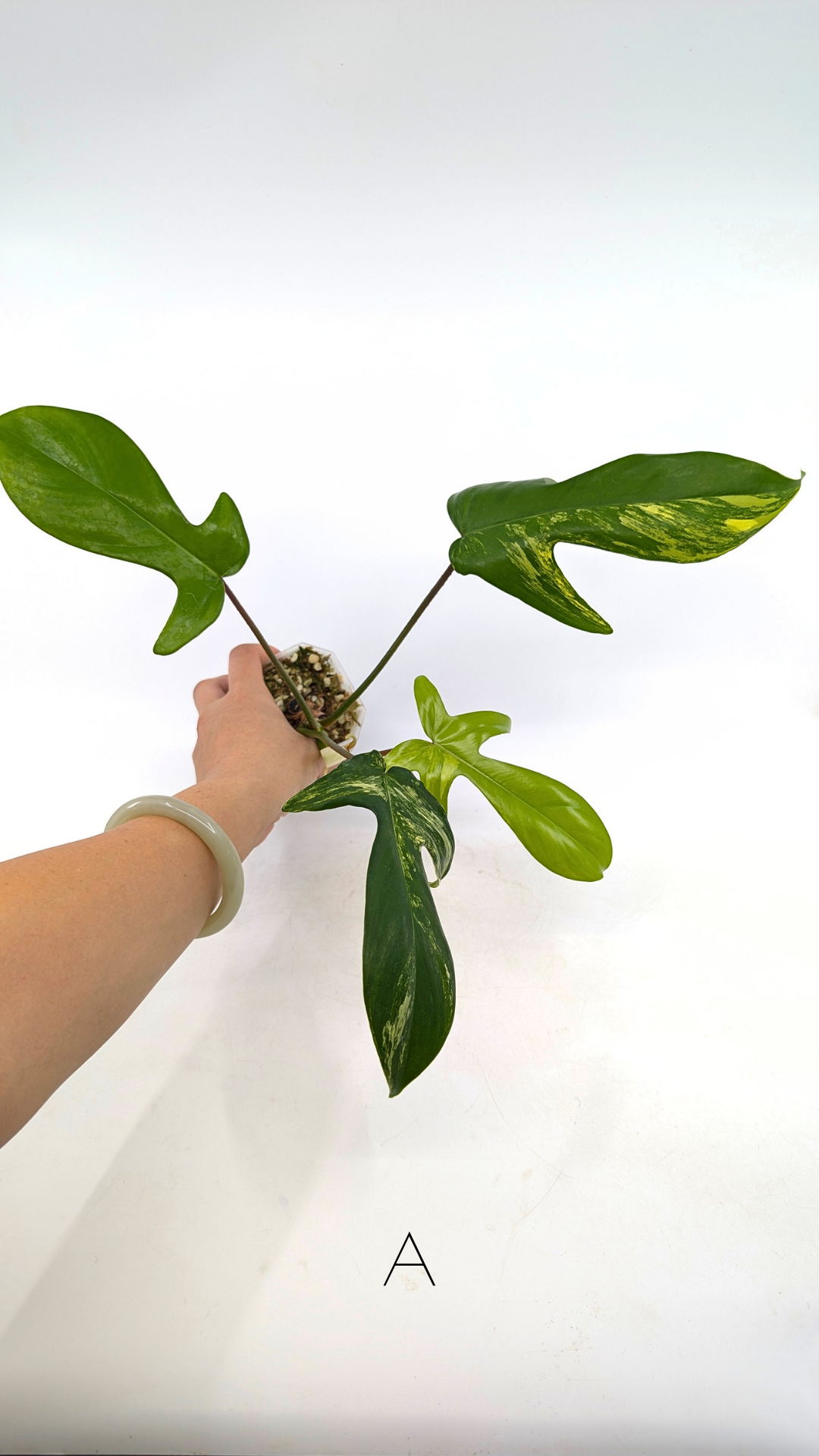 Rare indoor plant Philodendron Florida Beauty Varigated available at rare plant shop The Leaf Gallery in Perth, Western Australia