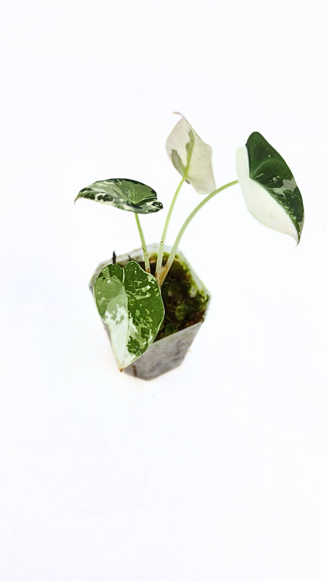 Rare indoor plant Alocasia Black Velvet Pink Variegated available for sale from rare house plant shop The Leaf Gallery in Perth, Western Australia