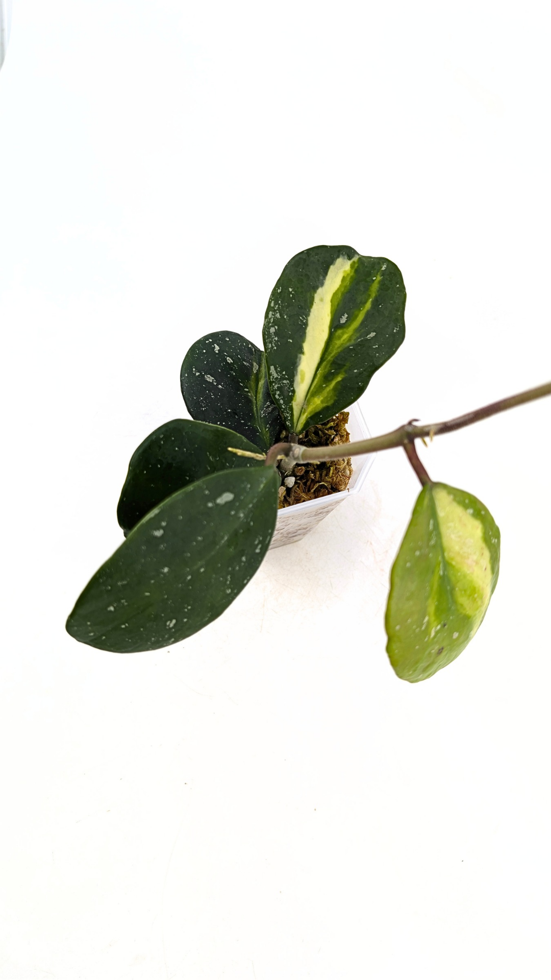 Rare waxplant Hoya Obavata Splash Variegated available for sale at rare indoor plant shop The Leaf Gallery in Perth, Western Australia.