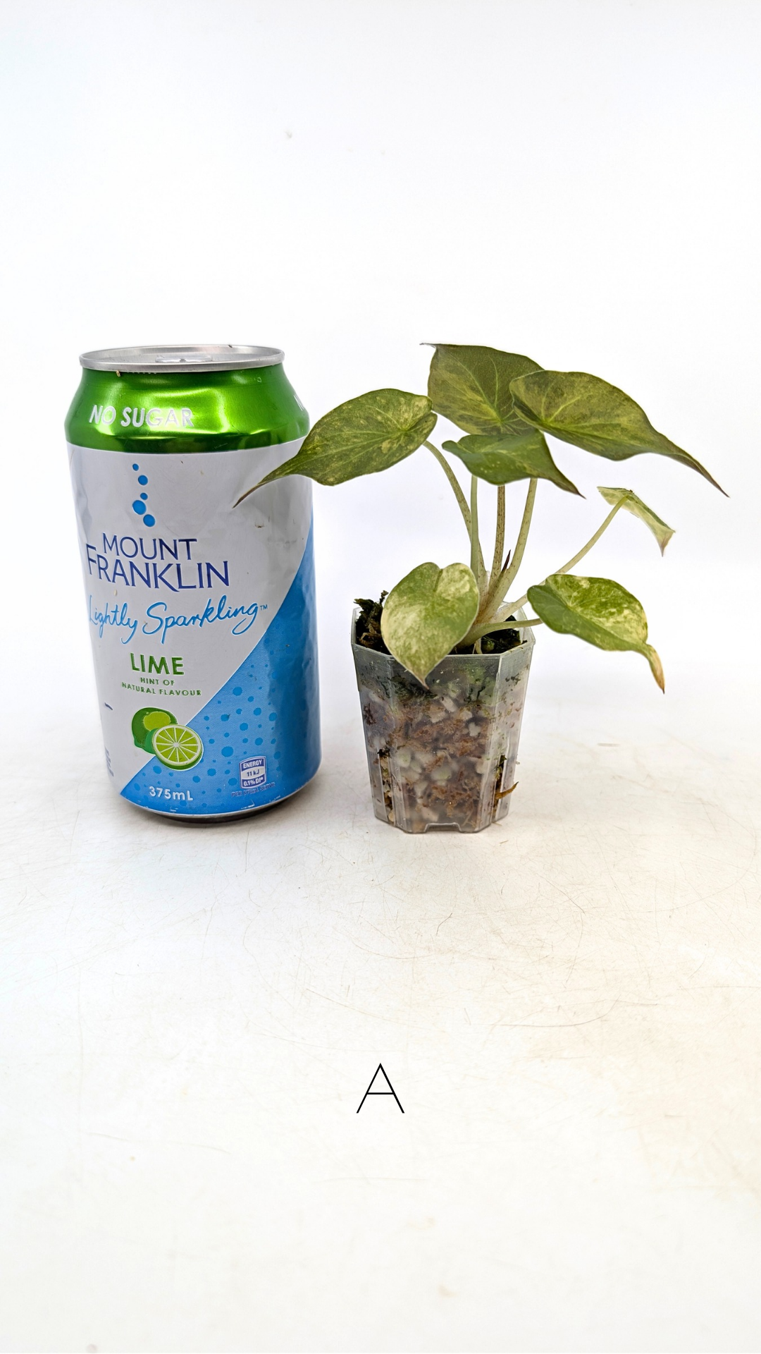 Rare indoor plant Alocasia Wentii Variegated available for sale at rare house plant shop The Leaf Gallery in Perth, Western Australia