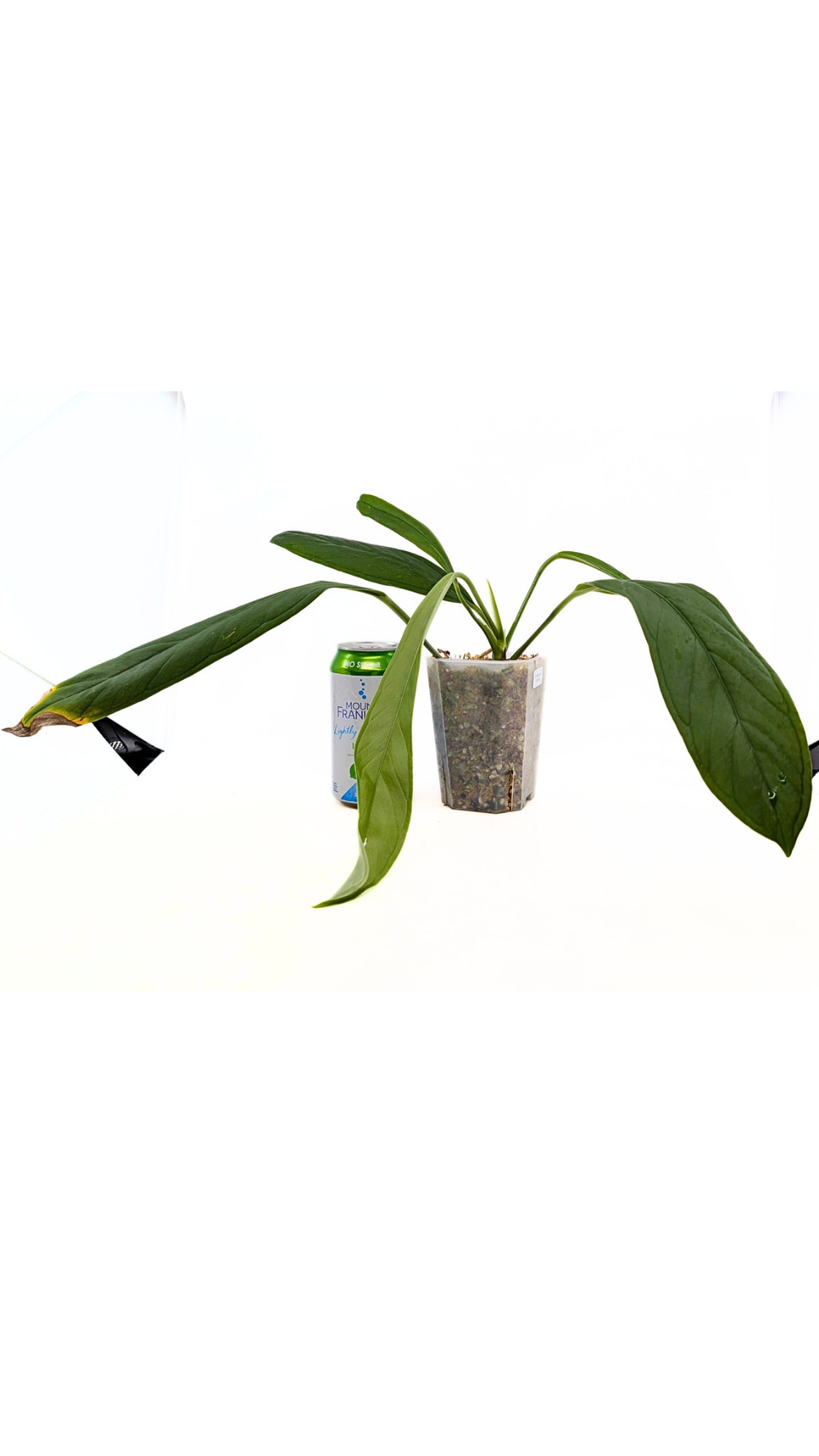 Anthurium Ceronii  The Leaf Gallery
