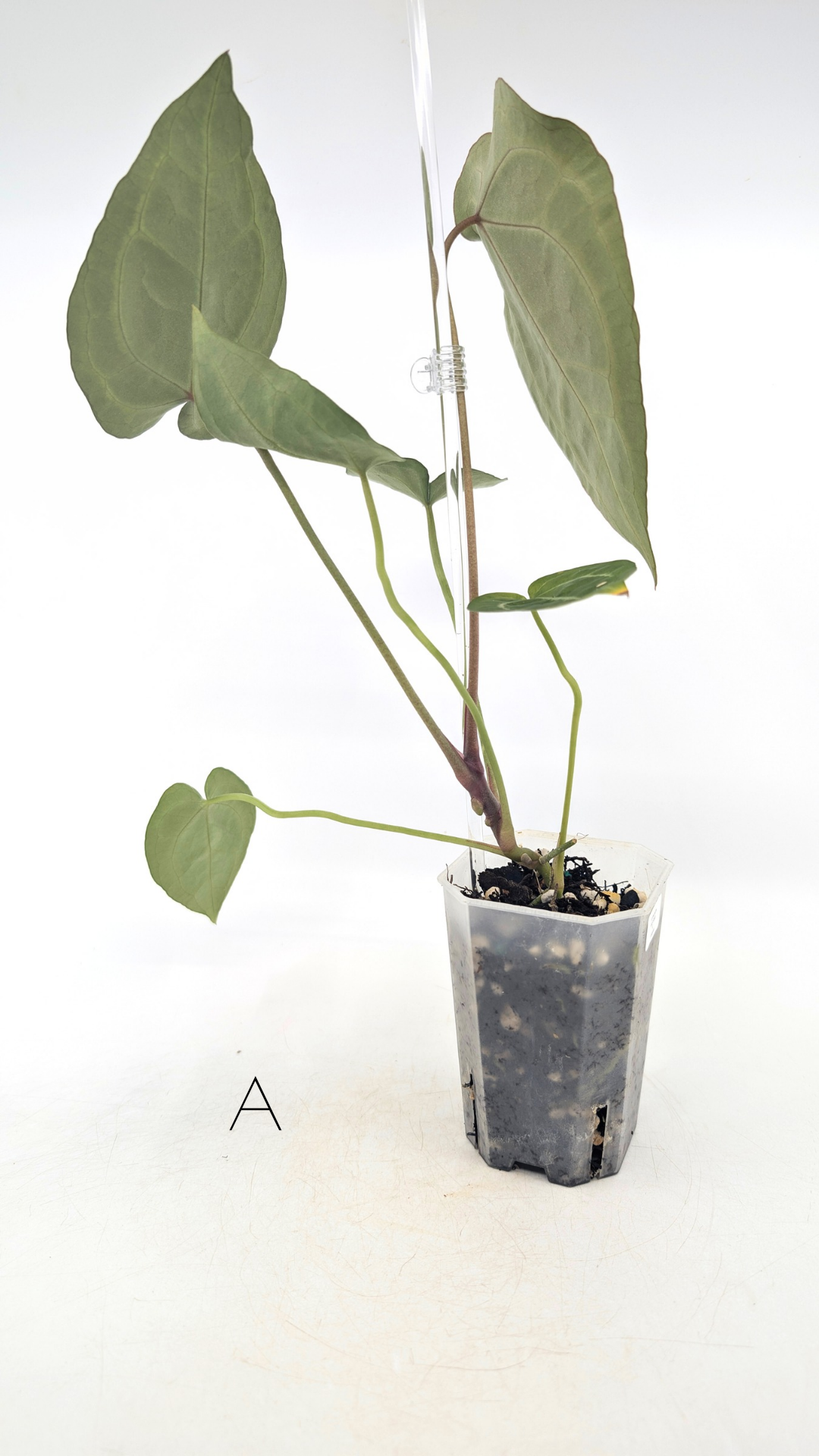 Rare indoor plant Anthurium SKG Silver with Anthurium Forgetii hybrid available at rare plant shop The Leaf Gallery in Perth, Western Australia