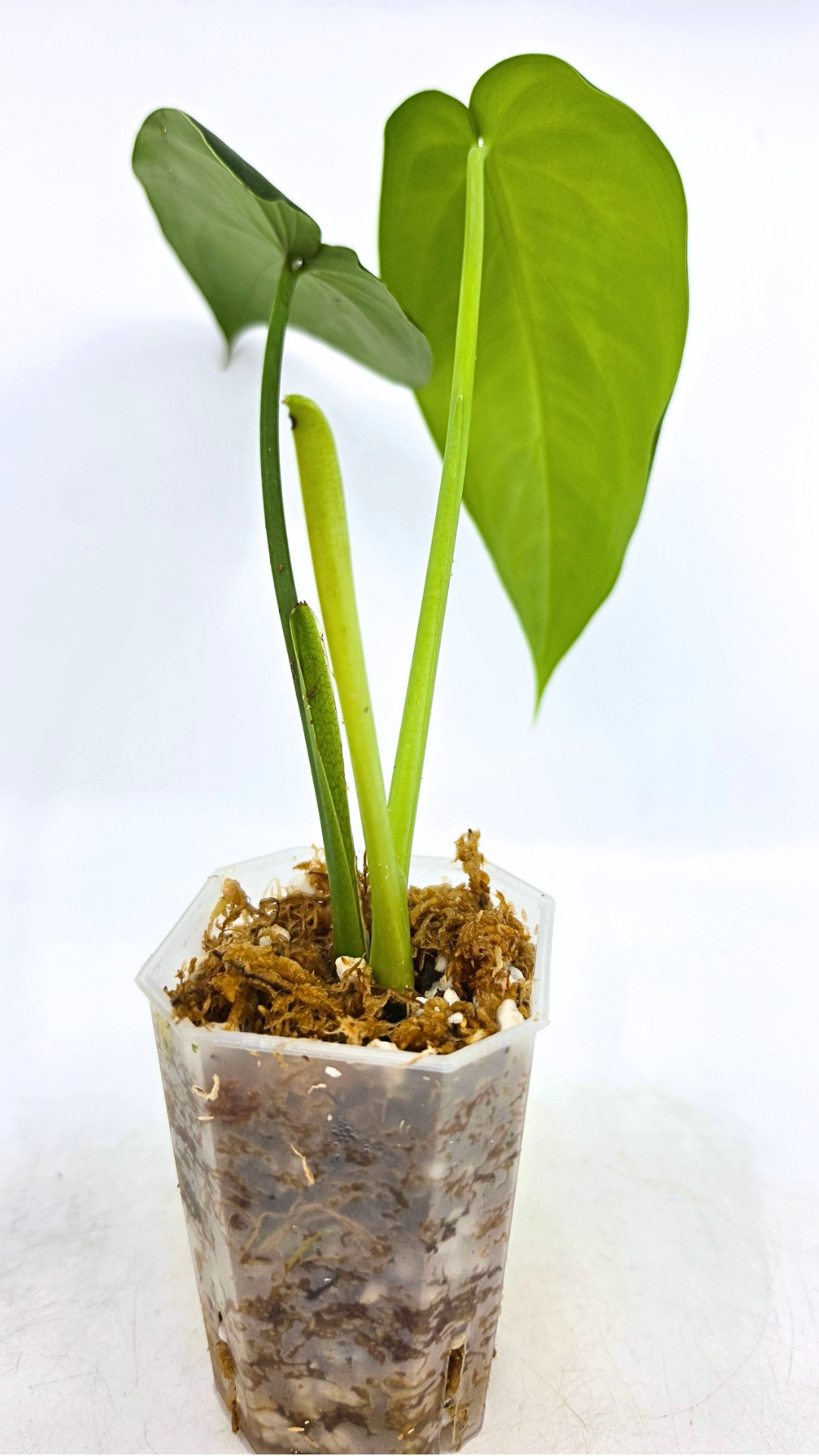 Rare indoor plant Syngonium Chiapense  available from rare houseplant shop The Leaf Gallery in Perth, Western Australia
