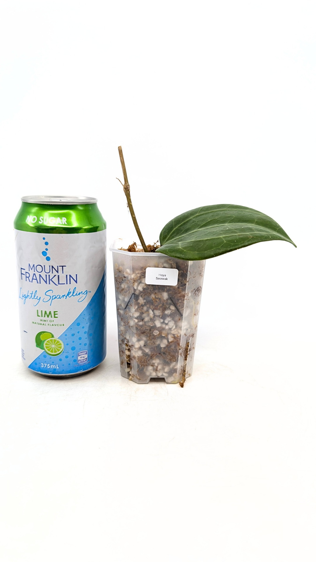 Rare waxplant Hoya Sarawak available for sale at rare indoor plant shop The Leaf Gallery in Perth, Western Australia