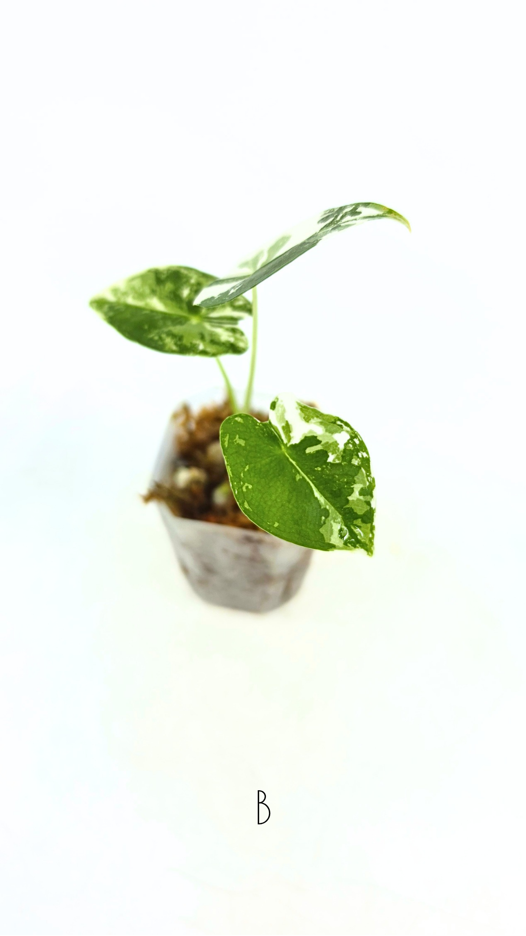 Rare Wax Plant Hoya Clemensiorum available for sale at rare house plant shop The Leaf Gallery in Perth, Western Australia
