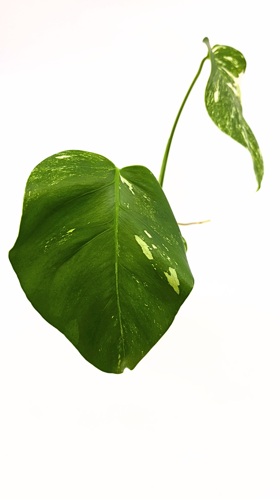 Rare indoor plant Monstera Albo Varigated available for sale at rare plant house plant shop The Leaf Gallery in Perth, Western Australia