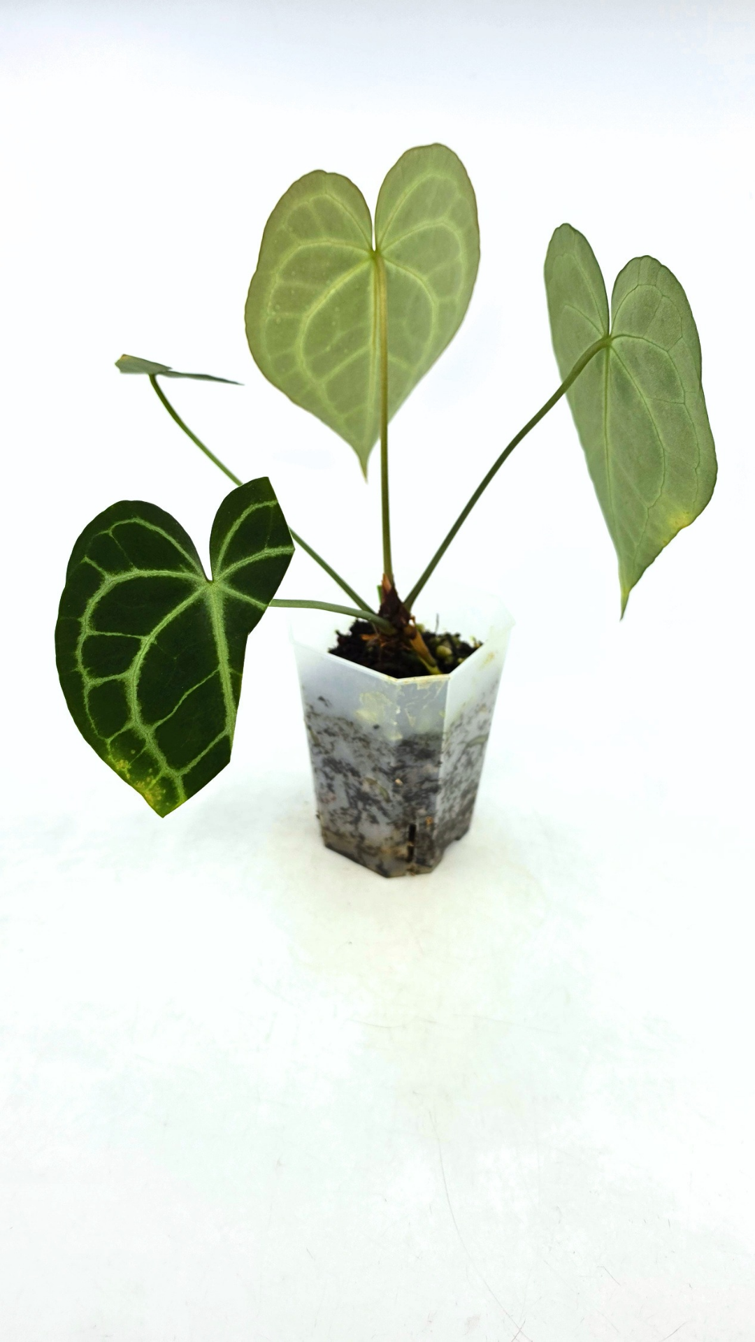Rare Anthurium Clarineverium Hybrid - Queen of Clarinervium available for sale at rare plant shop The Leaf Gallery in Perth, Western Australia.