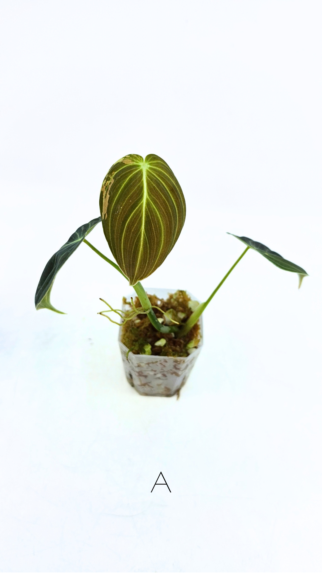 Rare plant Philodendron Melanochrysum Varigated available for sale at rare plant shop The Leaf Gallery in Perth, Western Australia