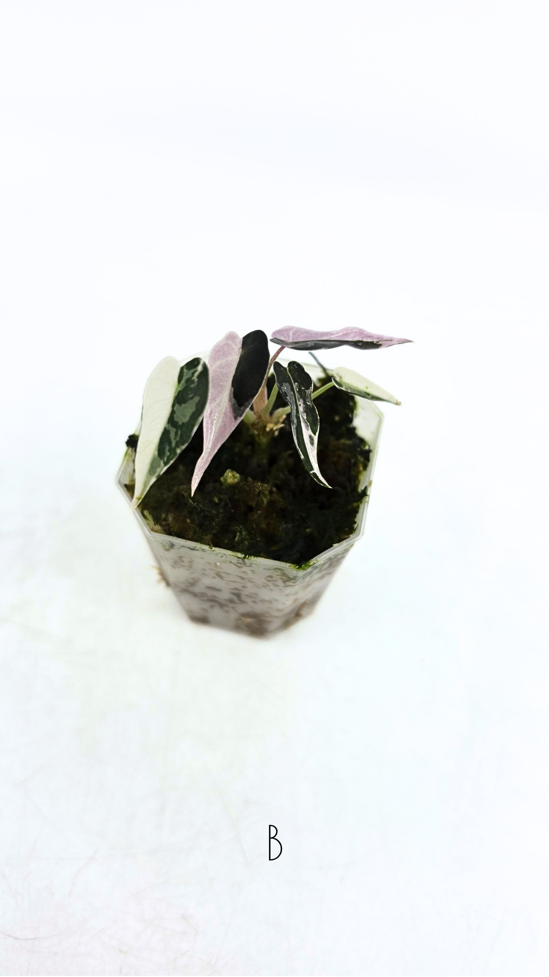 Rare indoor plant Alocasia Amazonica Bambino Pink TC plantlets available for sale at rare houseplant shop The Leaf Gallery in Perth, Western Australia