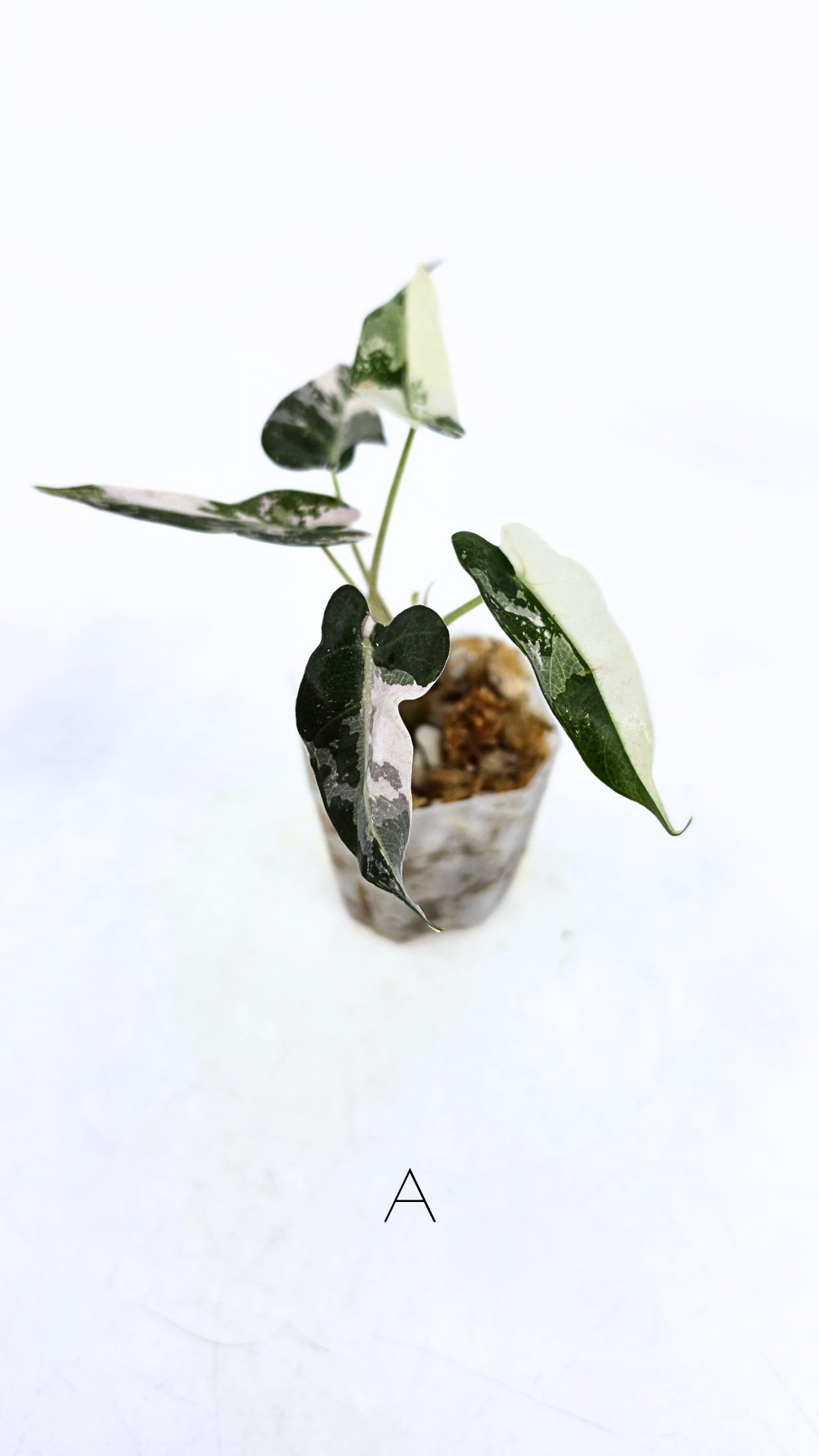 Rare indoor plant Alocasia Amazonica Bambino Pink TC plantlets available for sale at rare houseplant shop The Leaf Gallery in Perth, Western Australia
